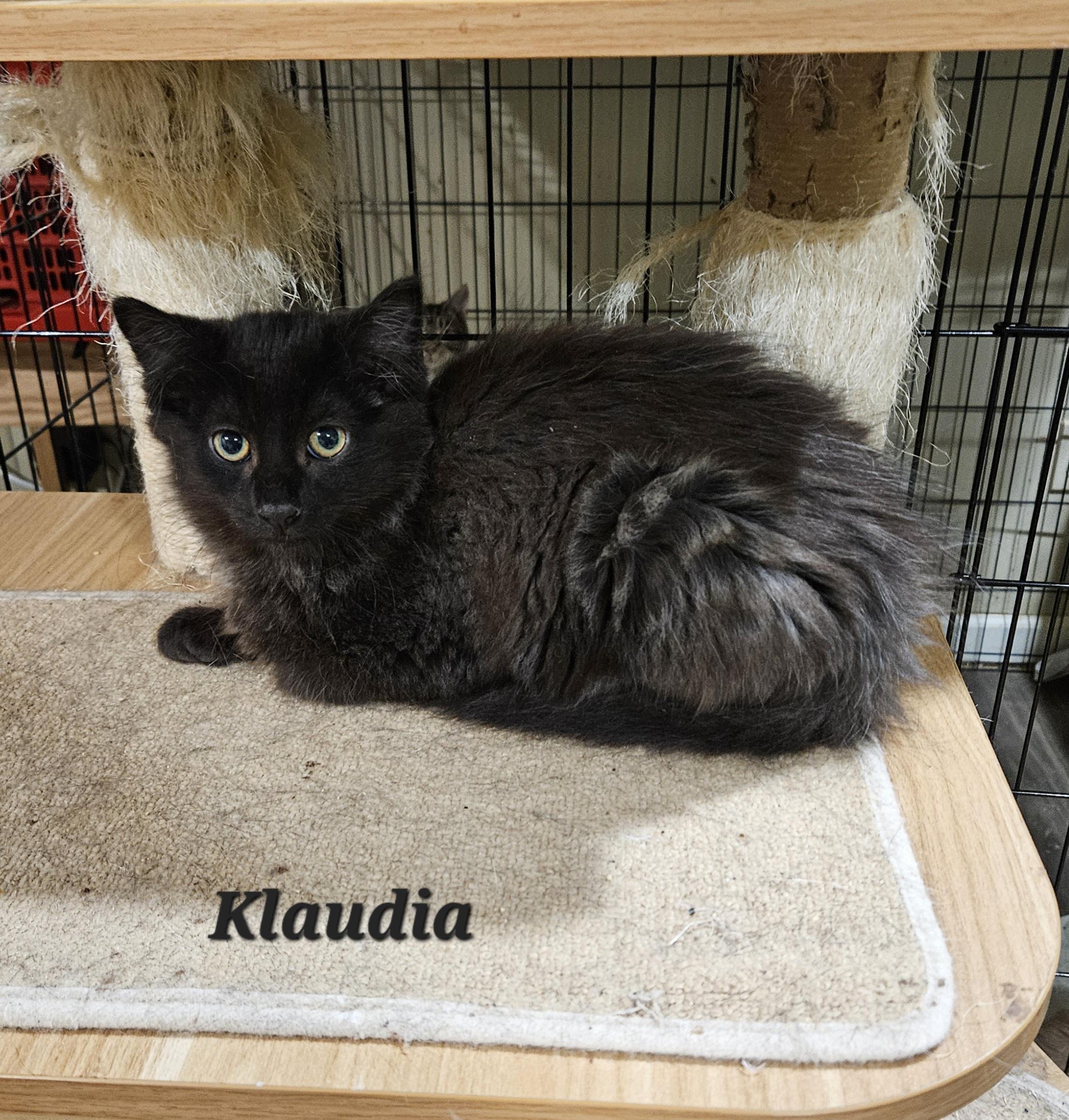 Enlarge Klaudia, a Adoptable Domestic Medium Hair in Bethlehem, PA image 1/2