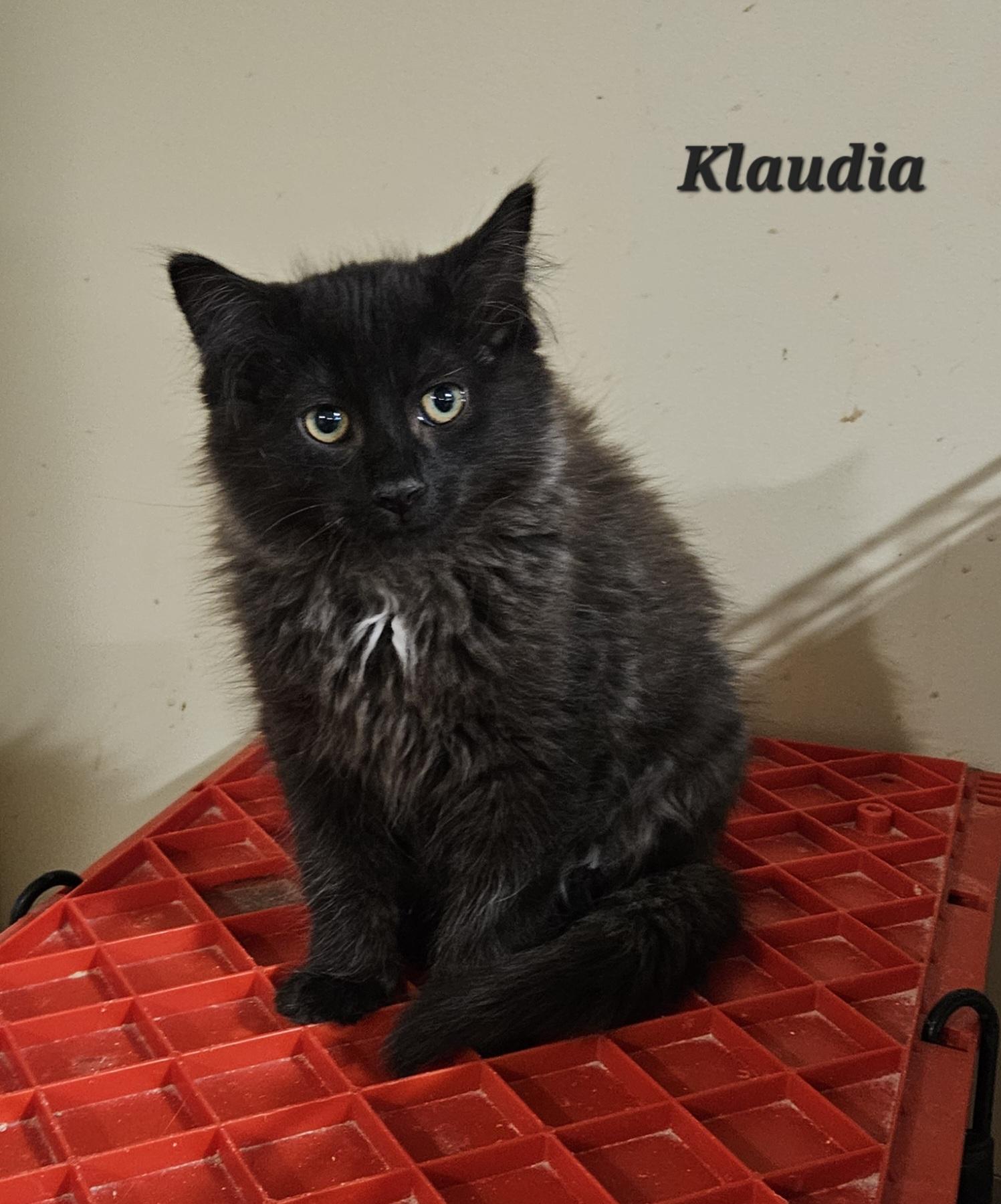 Enlarge Klaudia, a Adoptable Domestic Medium Hair in Bethlehem, PA image 2/2