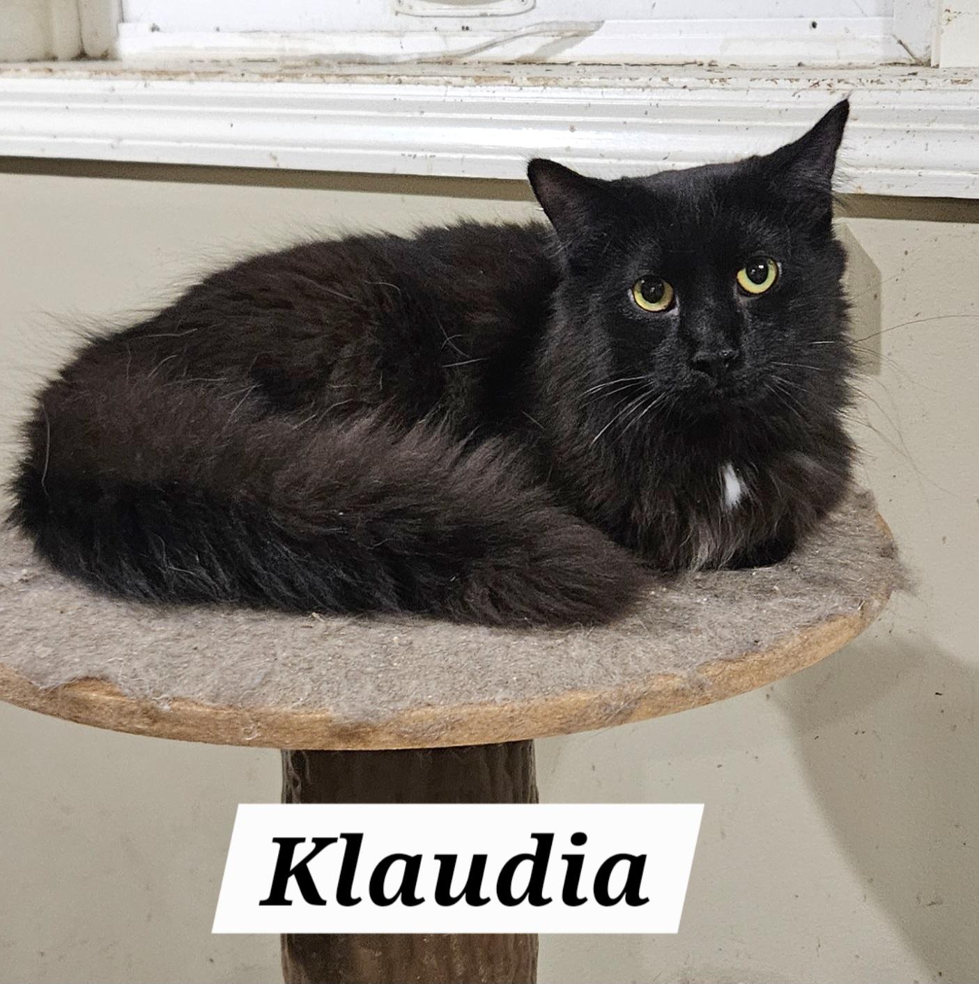 Klaudia, Adoptable, Kitten Female Domestic Medium Hair.