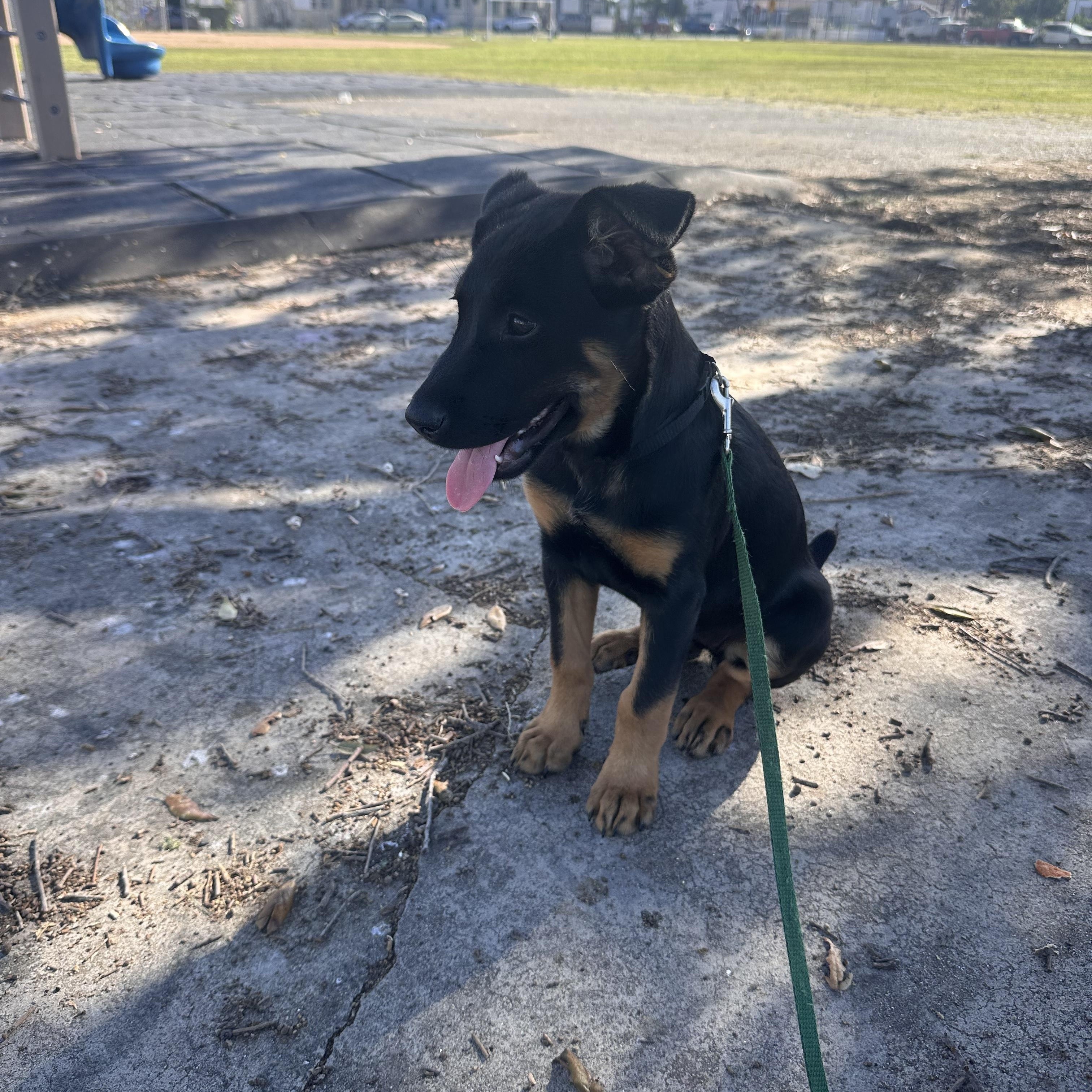 Enlarge Sunny, an adoption pending mixed breed in San Diego, CA image 6/6