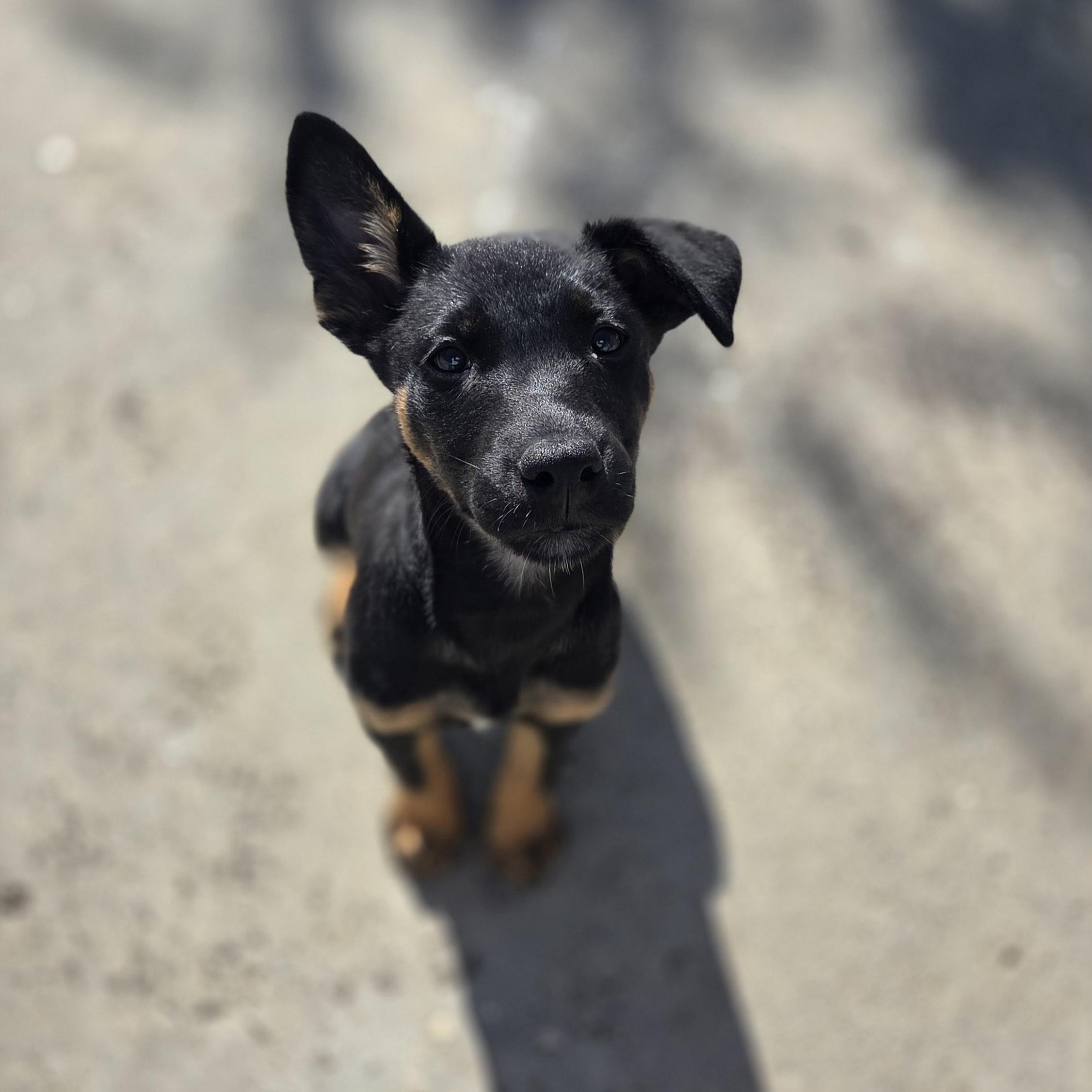 Enlarge Sunny, an adoption pending mixed breed in San Diego, CA image 2/6
