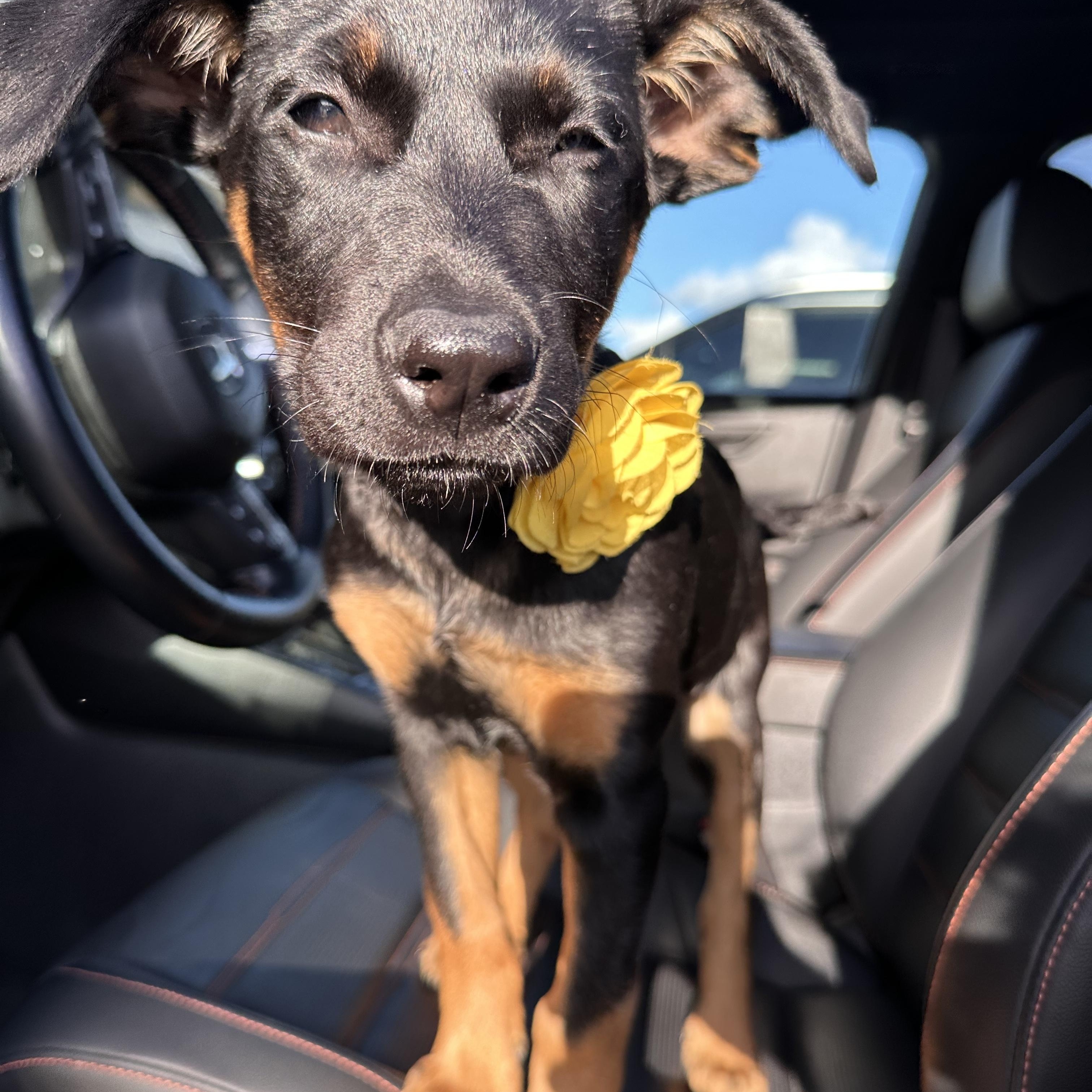Sunny, Adoptable, Puppy Female Shepherd & Labrador Retriever.