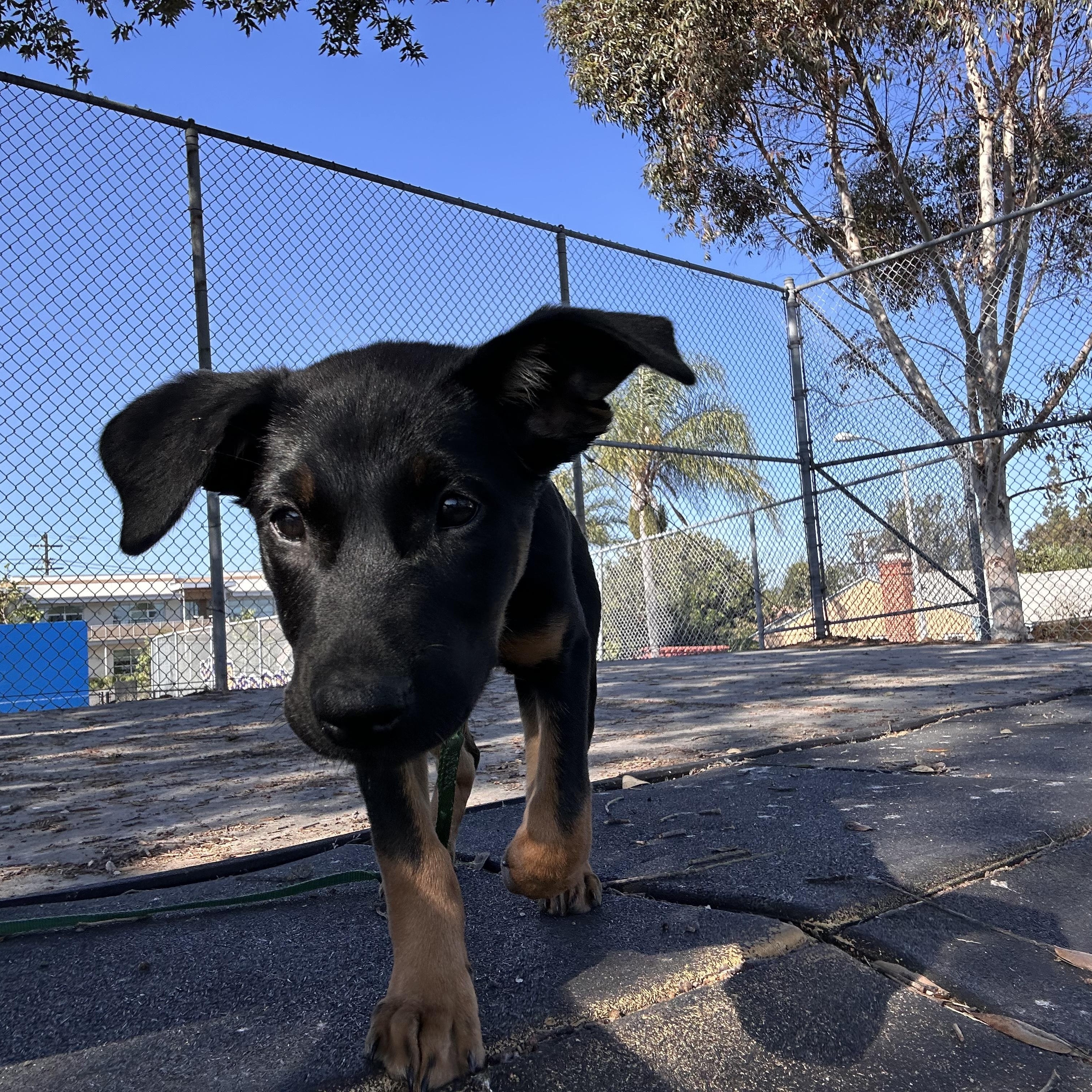 Enlarge Sunny, an adoption pending mixed breed in San Diego, CA image 5/6