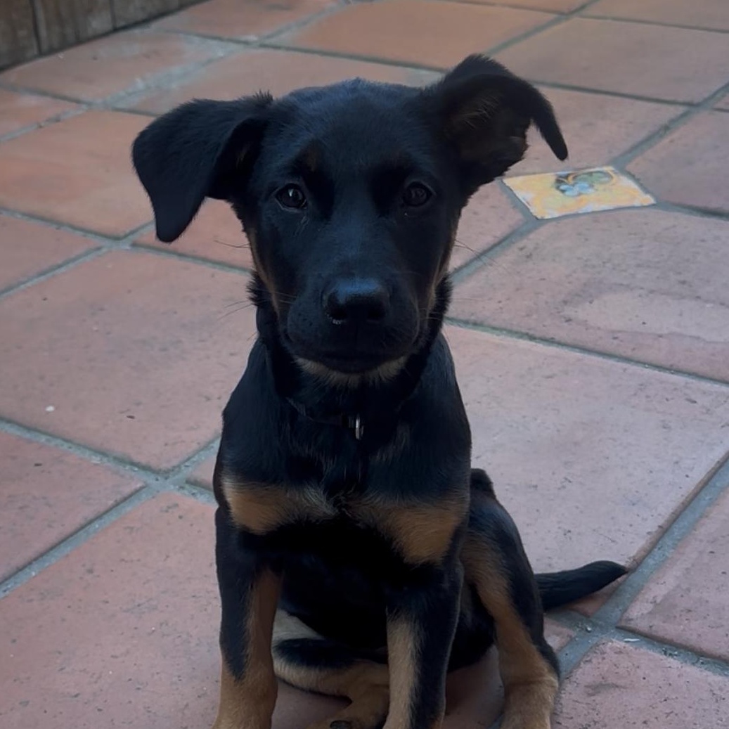 Enlarge Sunny, an adoption pending mixed breed in San Diego, CA image 3/6