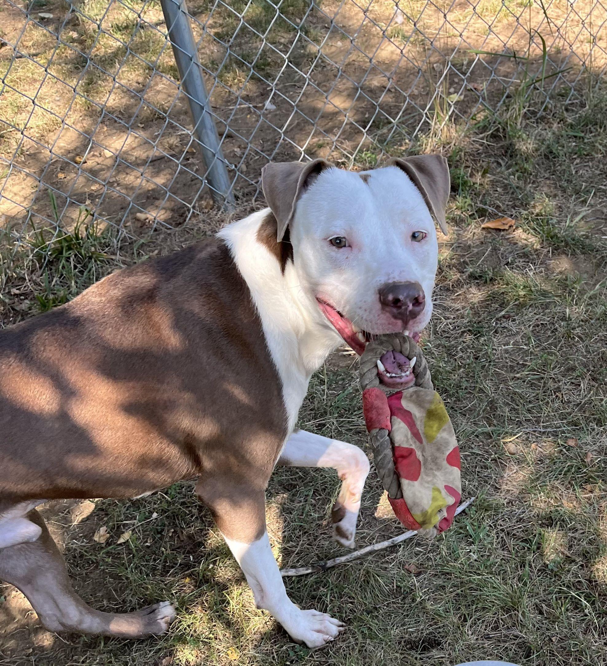 Astro, a Adoptable Mixed Breed in Mishawaka, IN image 2/6