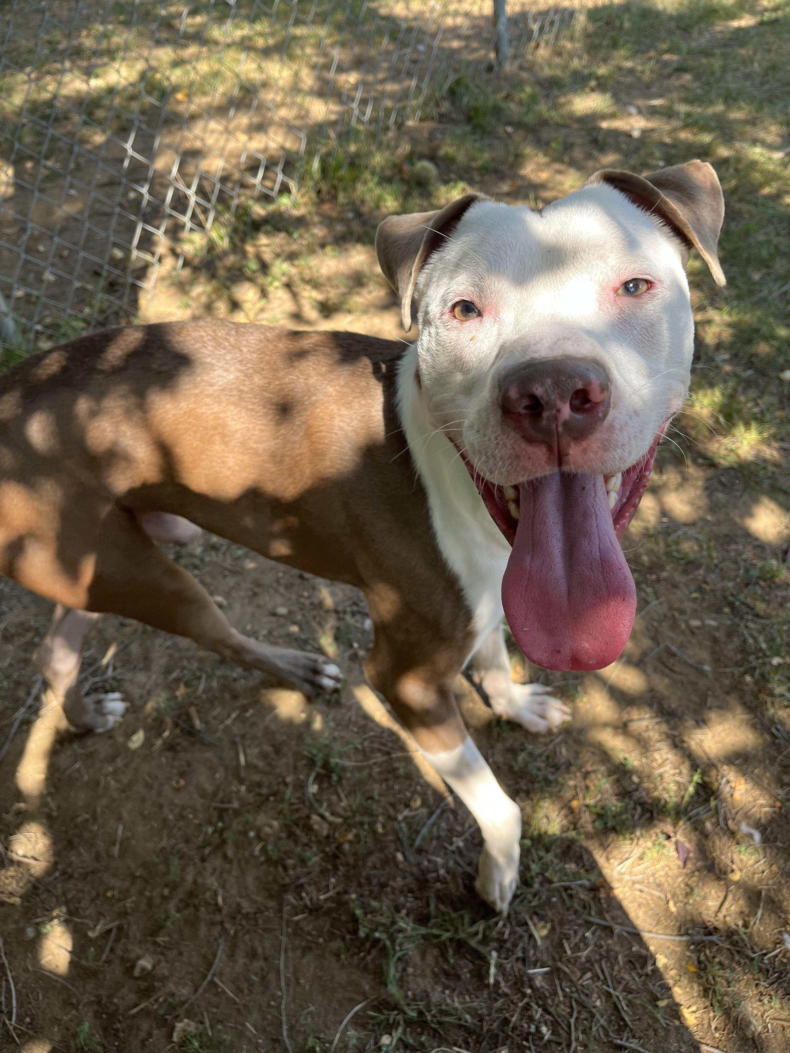 Astro, a Adoptable Mixed Breed in Mishawaka, IN image 4/6