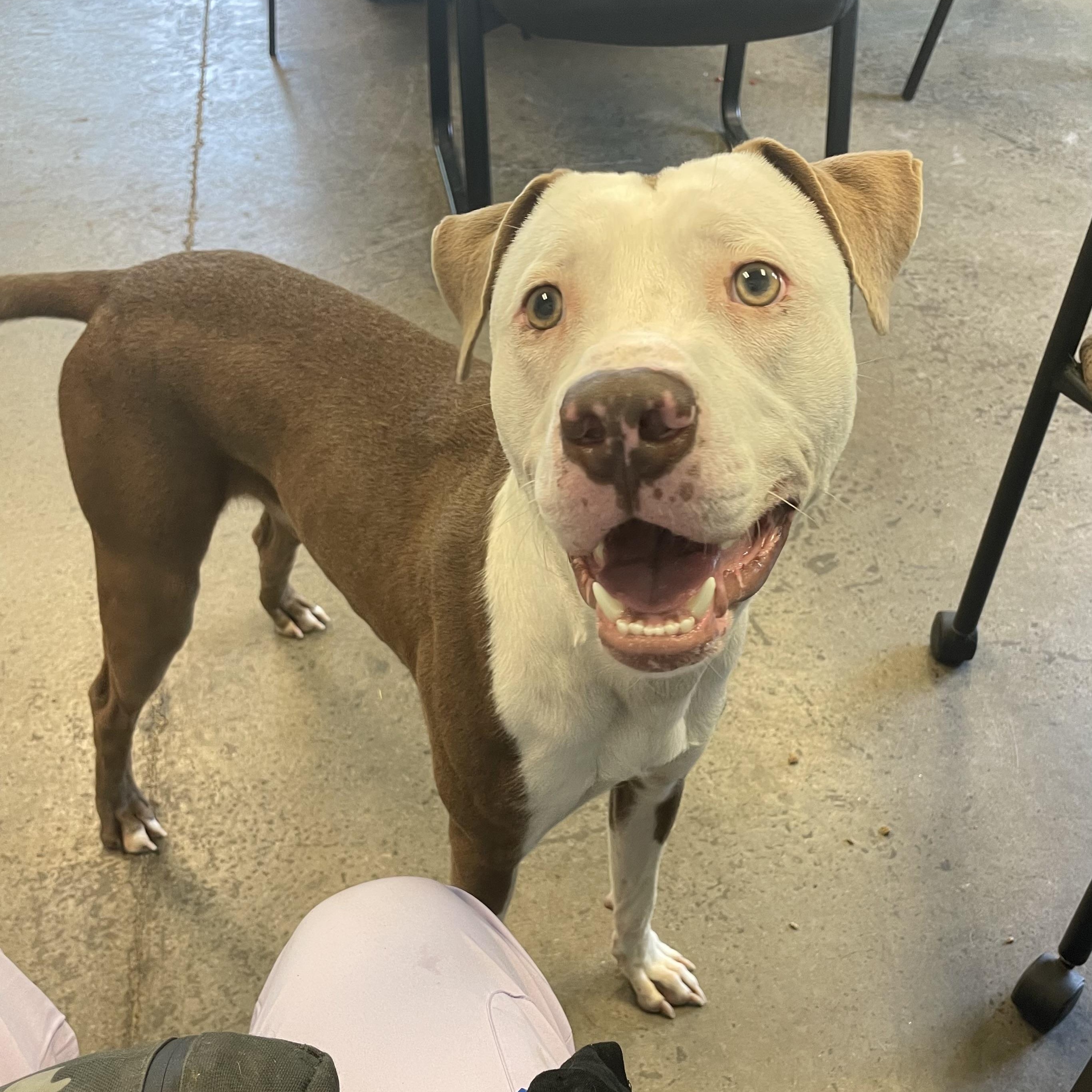 Astro, a Adoptable Mixed Breed in Mishawaka, IN image 3/6