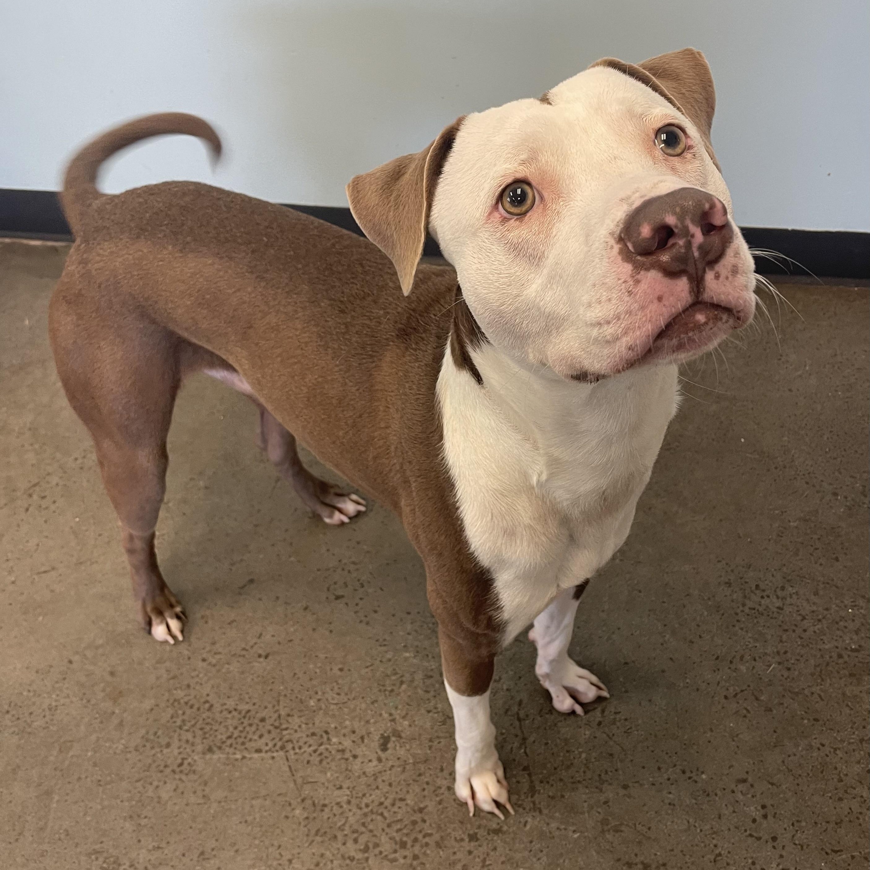 Astro, a Adoptable Mixed Breed in Mishawaka, IN image 5/6