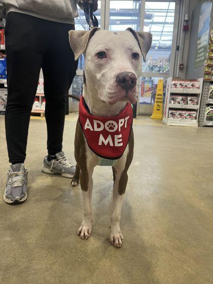 Enlarge Astro, an adopted Mixed Breed in Mishawaka, IN image 5/6