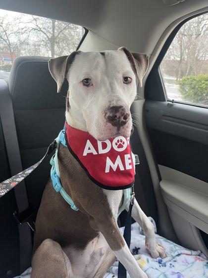 Enlarge Astro, an adopted Mixed Breed in Mishawaka, IN image 6/6