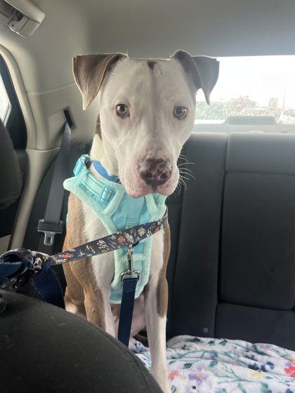 Enlarge Astro, an adopted Mixed Breed in Mishawaka, IN image 1/6