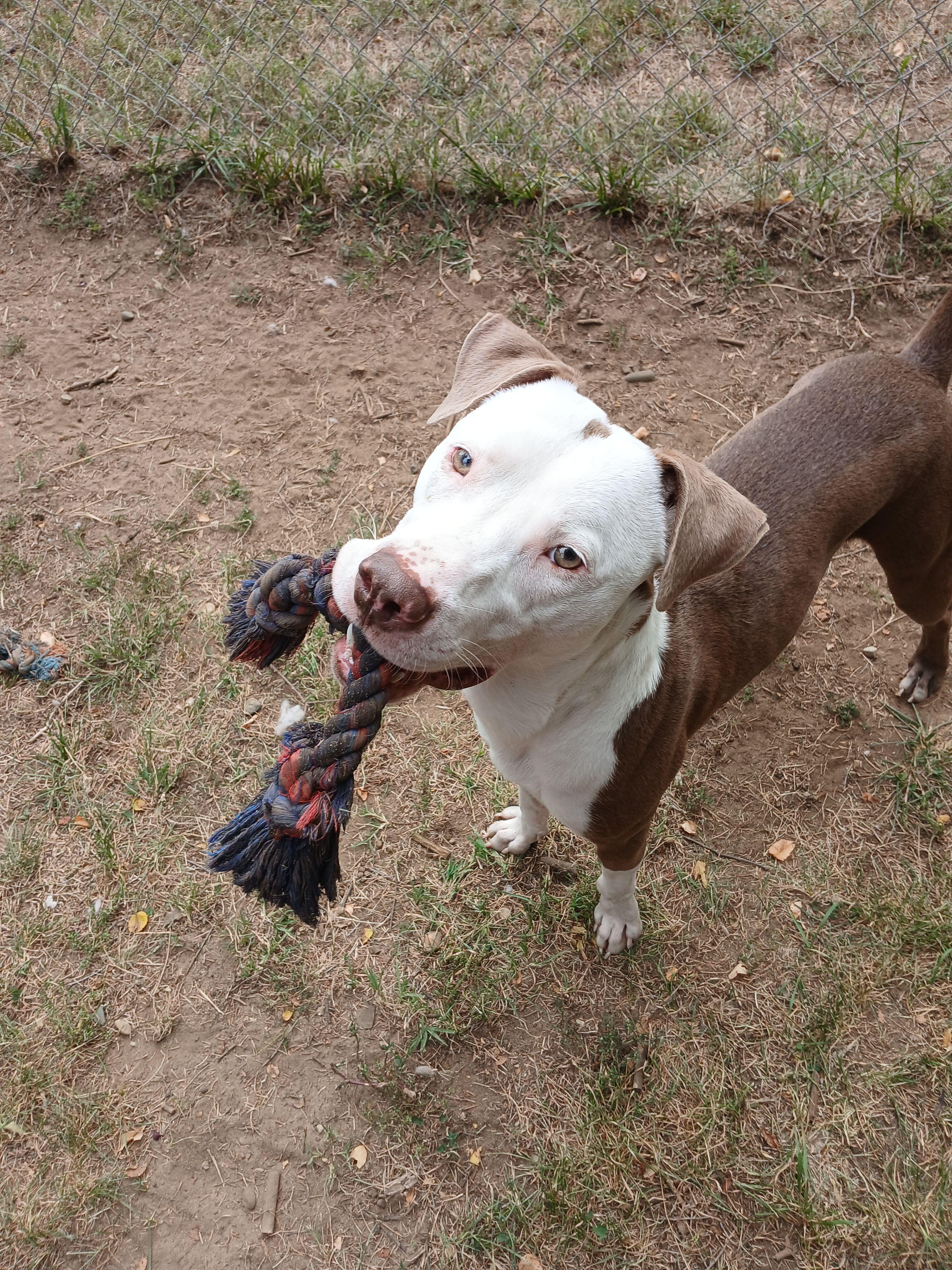 Astro, Adoptable, Young Male Mixed Breed.
