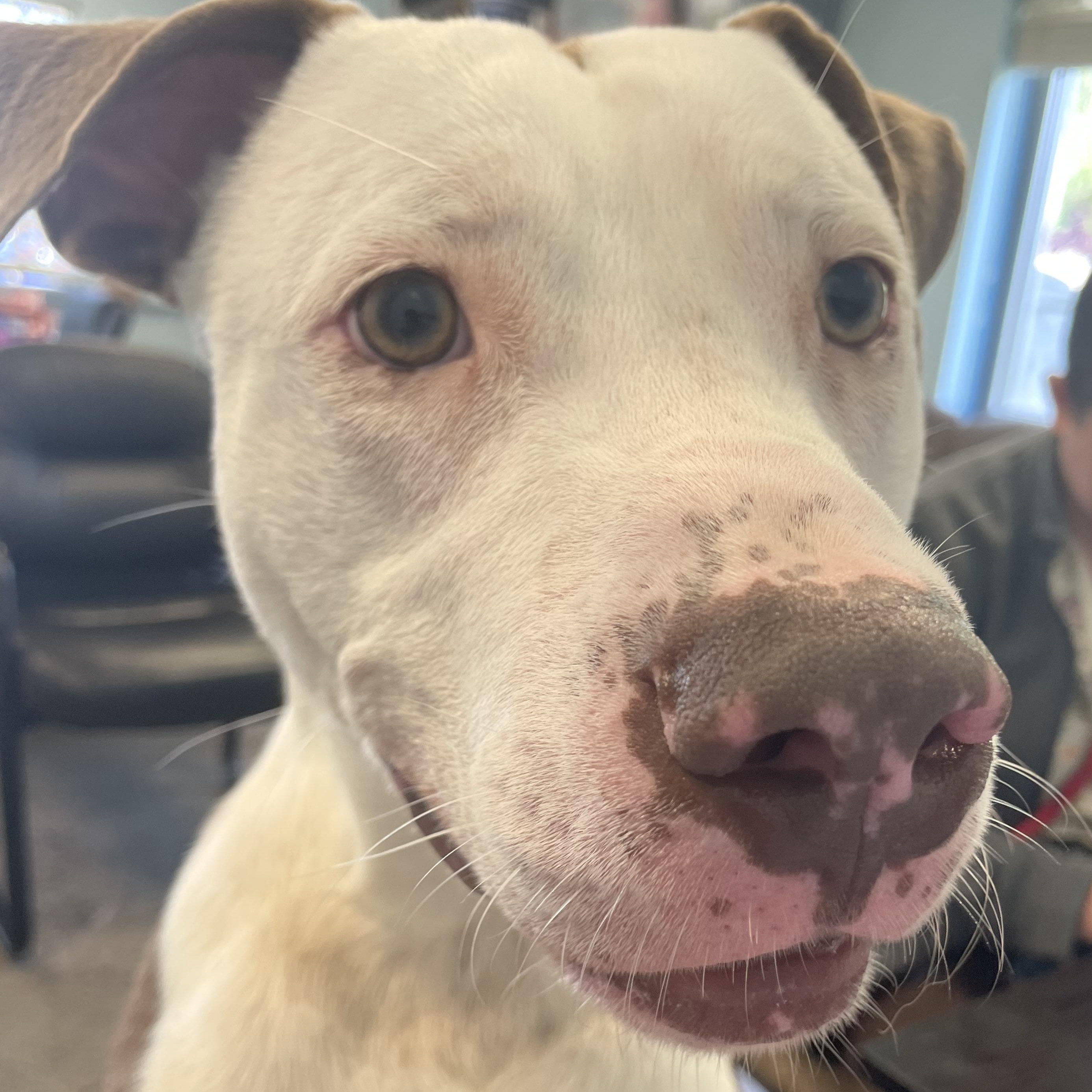 Astro, a Adoptable Mixed Breed in Mishawaka, IN image 6/6