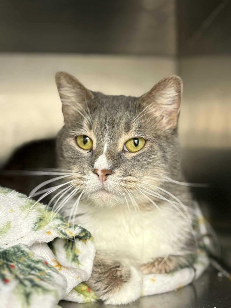 Piper, Adoptable, Young Female Domestic Short Hair.