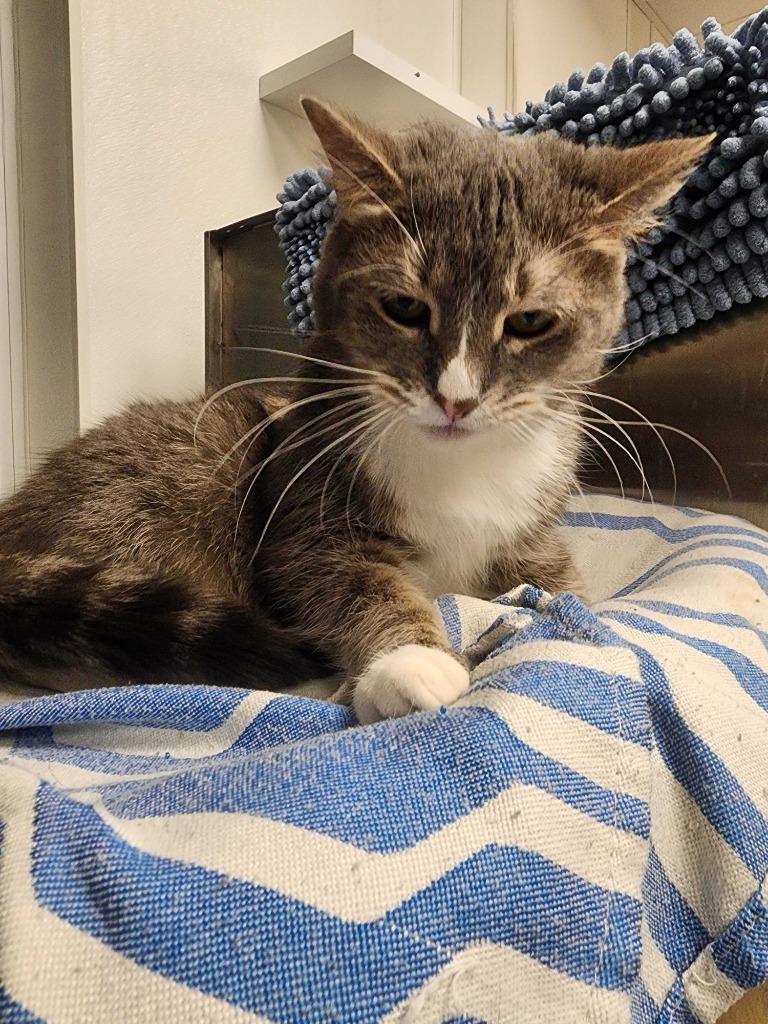 Enlarge Piper, a Adoptable mixed breed in New Kensington, PA image 2/6