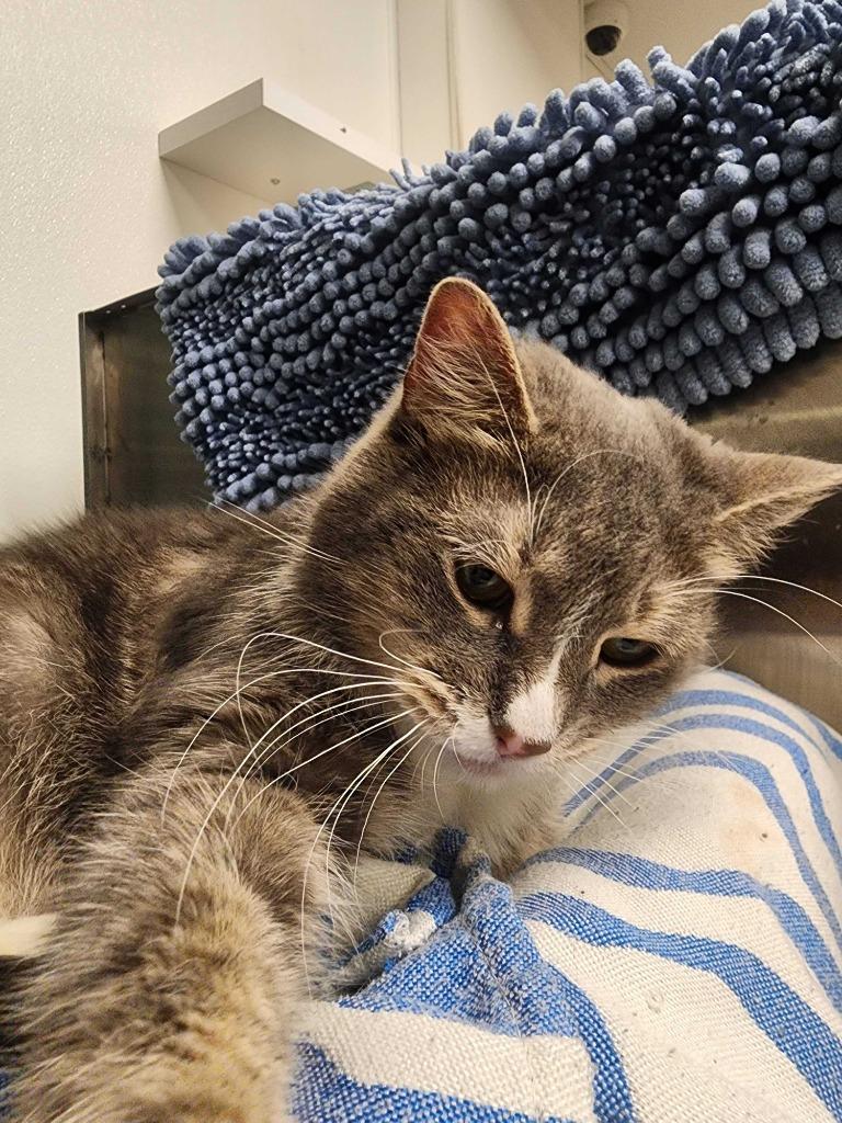 Enlarge Piper, a Adoptable mixed breed in New Kensington, PA image 5/6