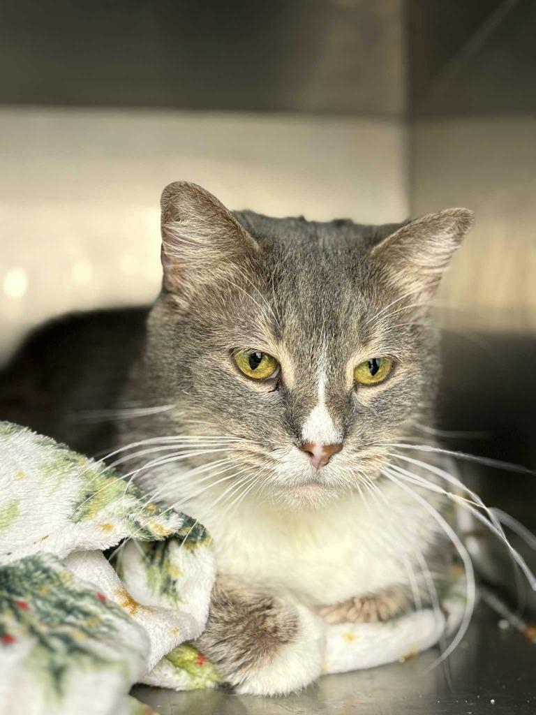 Enlarge Piper, a Adoptable mixed breed in New Kensington, PA image 6/6