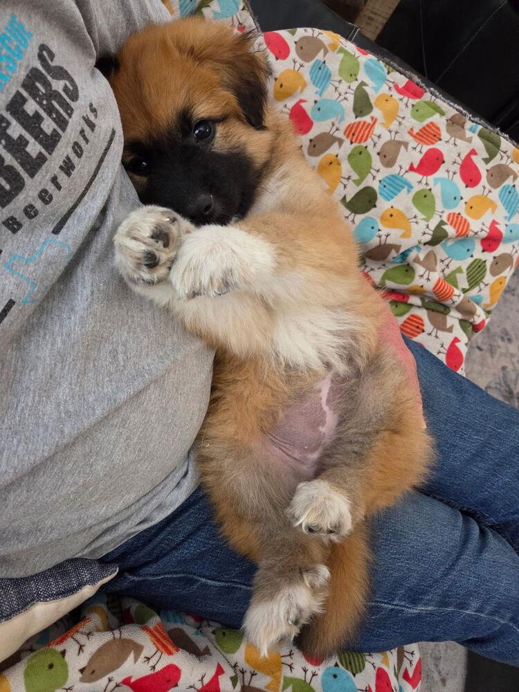 26-012 Maeve “Coming Soon”, Adoptable, Puppy Female Shepherd & Great Pyrenees.