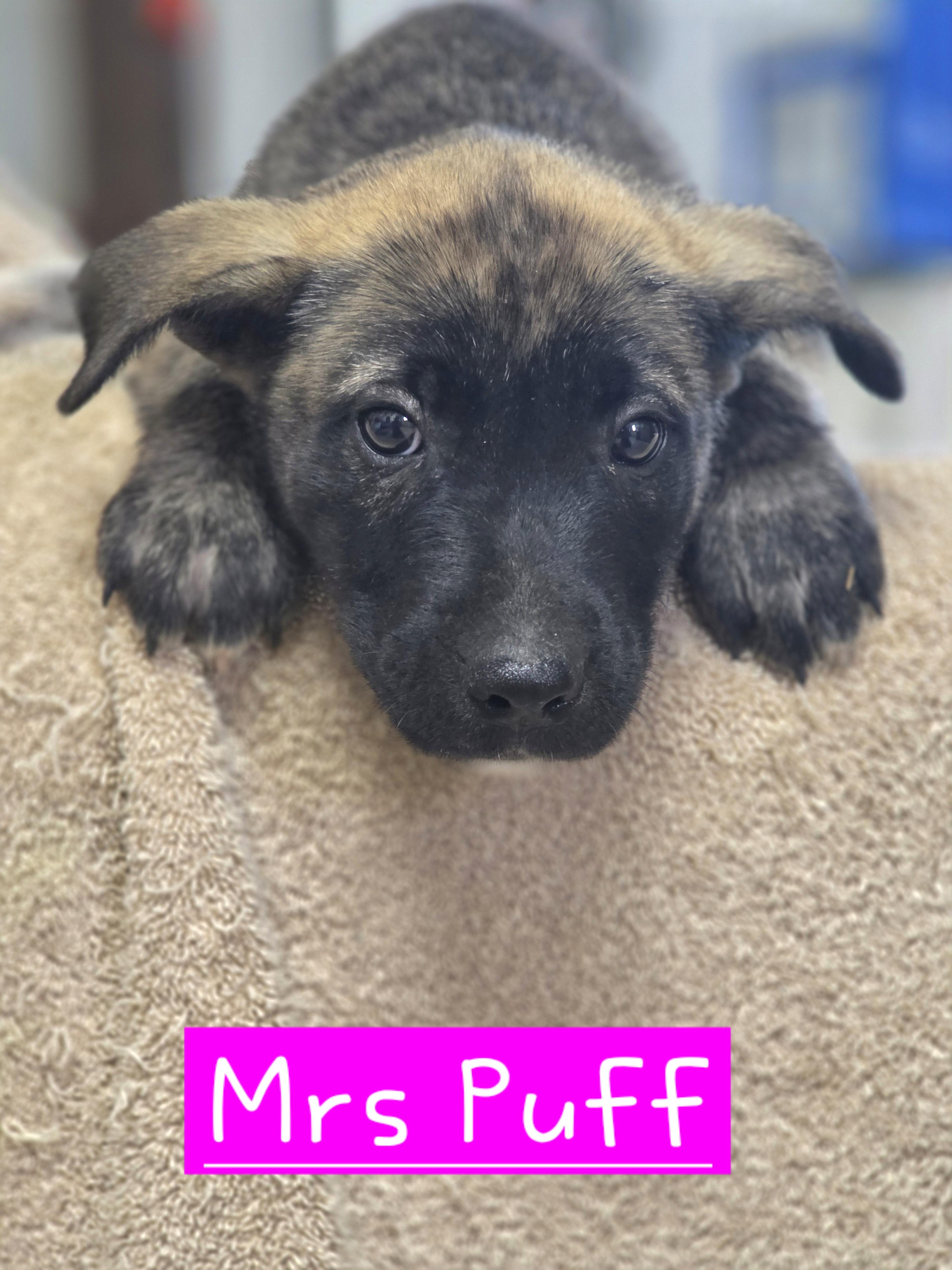 Enlarge Mrs Puff, an adopted mixed breed in Walthill, NE image 1/1