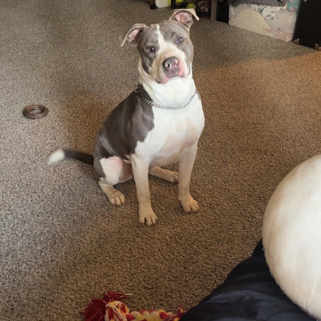 Enlarge Hazel , a Adopted mixed breed in Greenfield, TN image 1/3