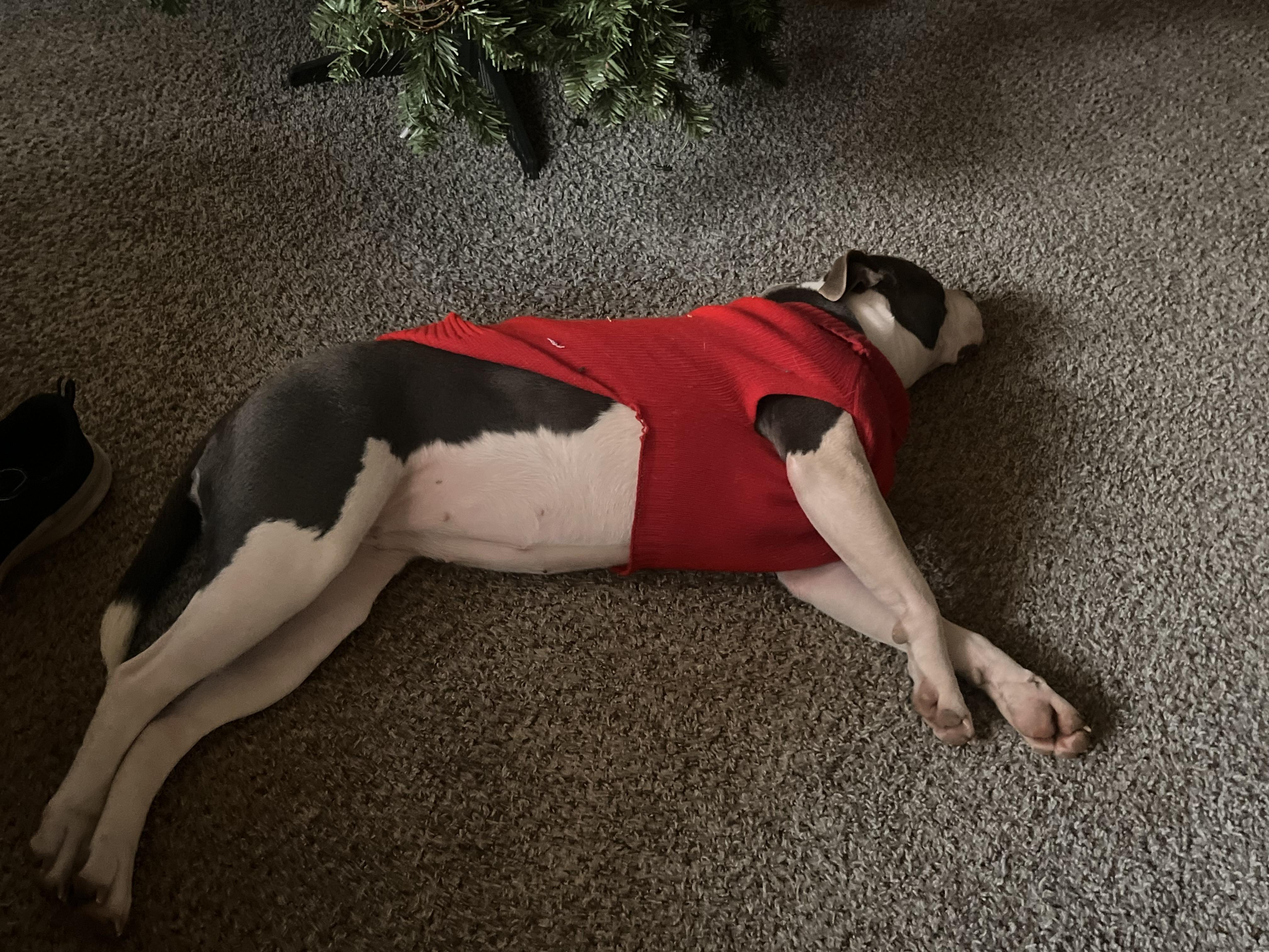 Enlarge Hazel , a Adopted mixed breed in Greenfield, TN image 2/3