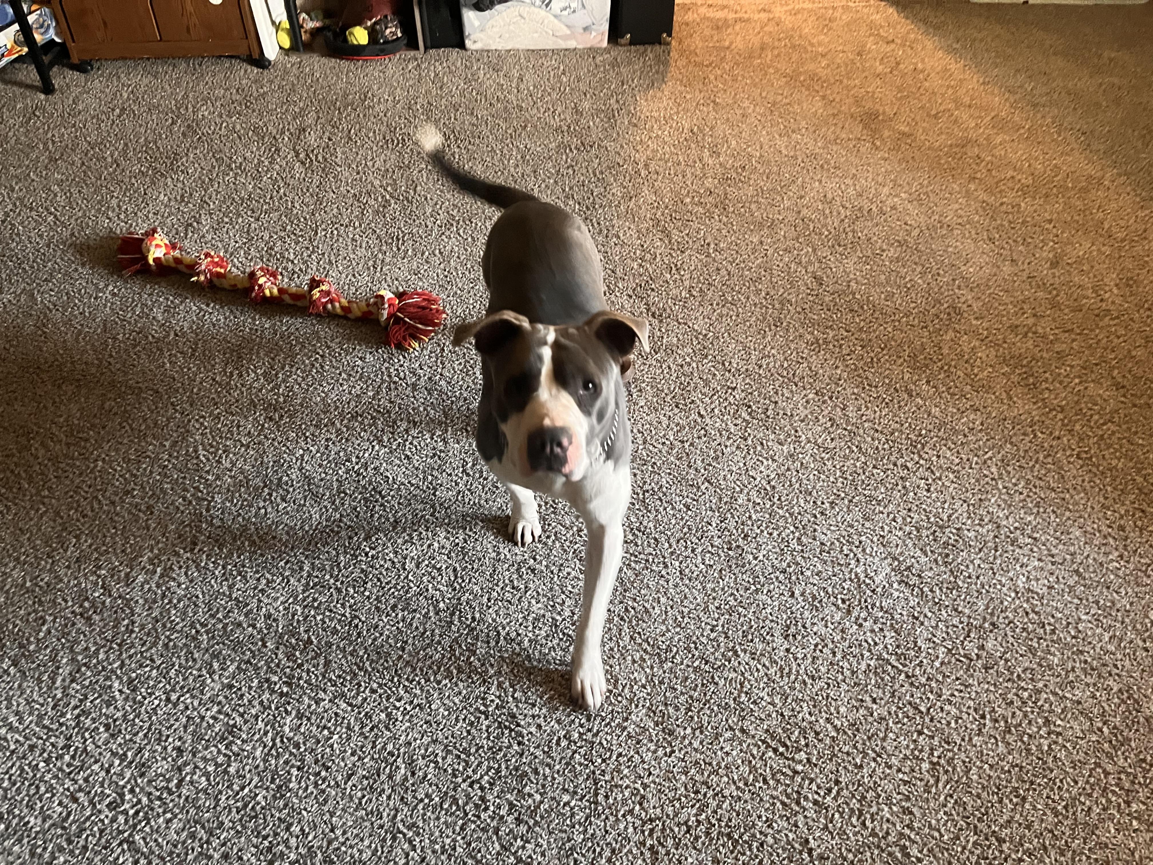 Enlarge Hazel , a Adopted mixed breed in Greenfield, TN image 3/3