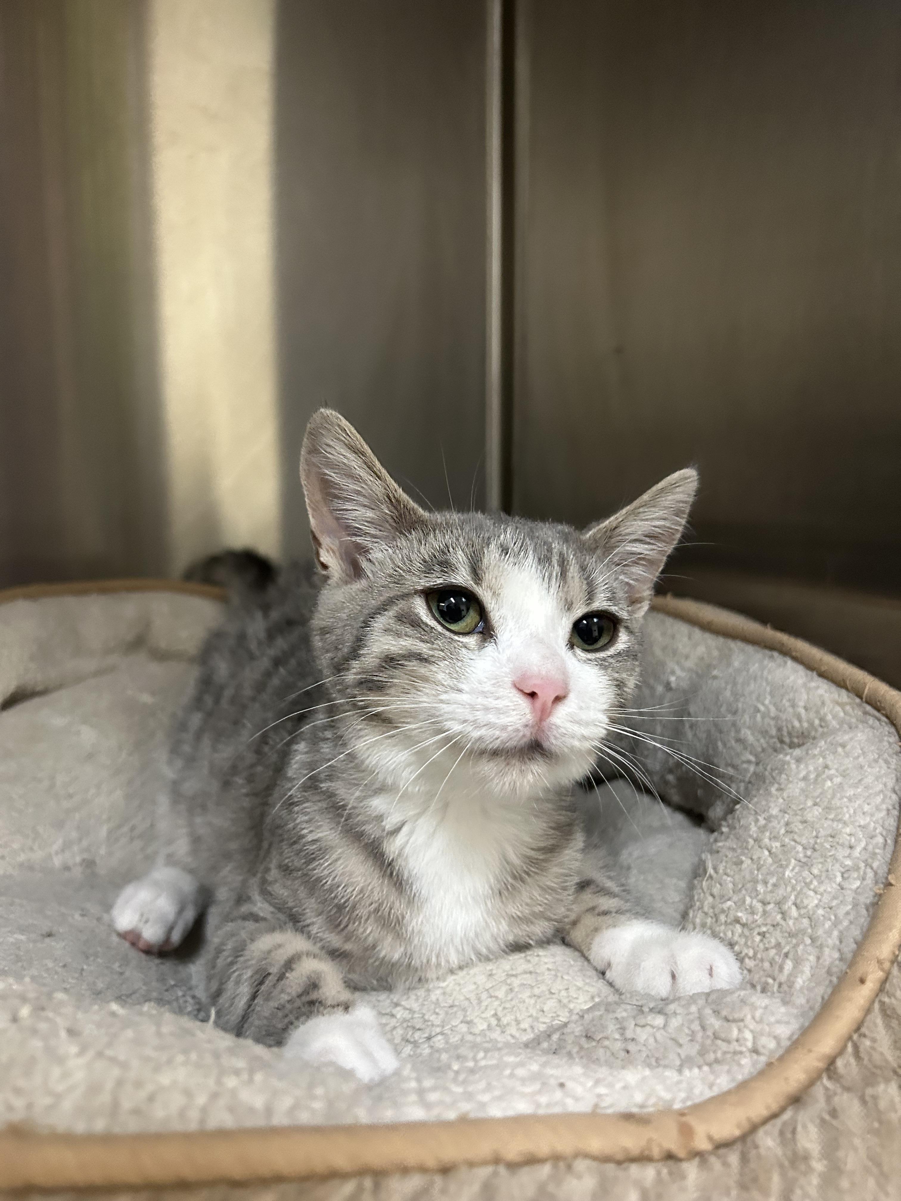Enlarge Dumpster grandbaby, a Adoptable Domestic Short Hair in Howes Cave, NY image 1/3