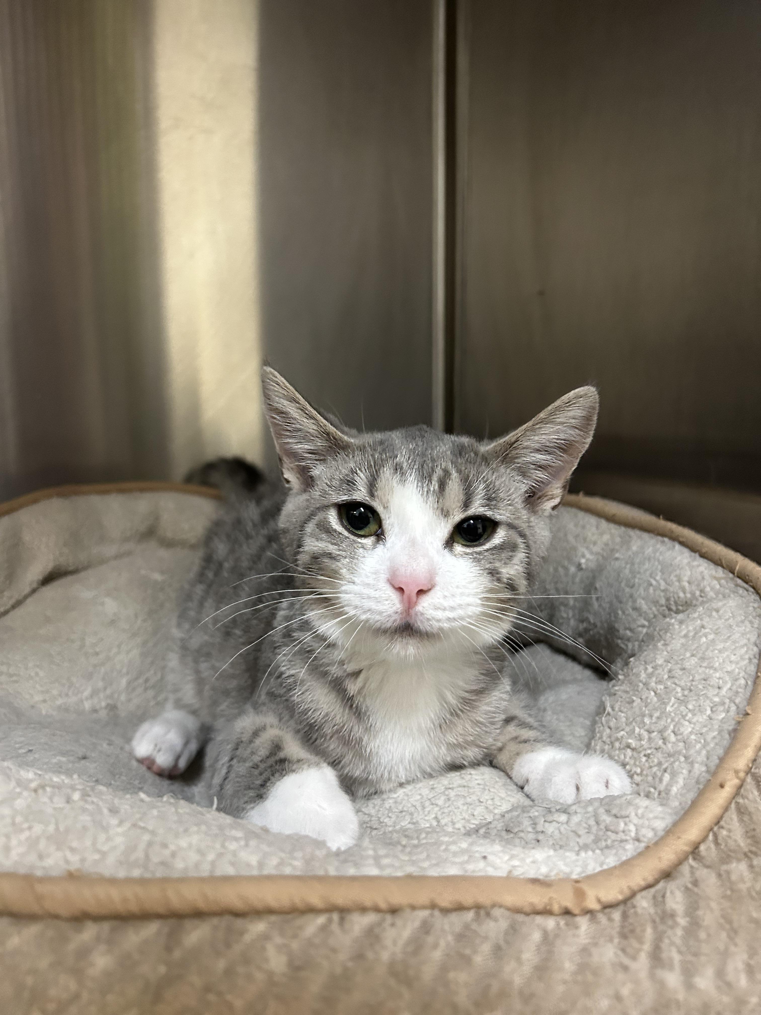 Enlarge Dumpster grandbaby, a Adoptable Domestic Short Hair in Howes Cave, NY image 3/3
