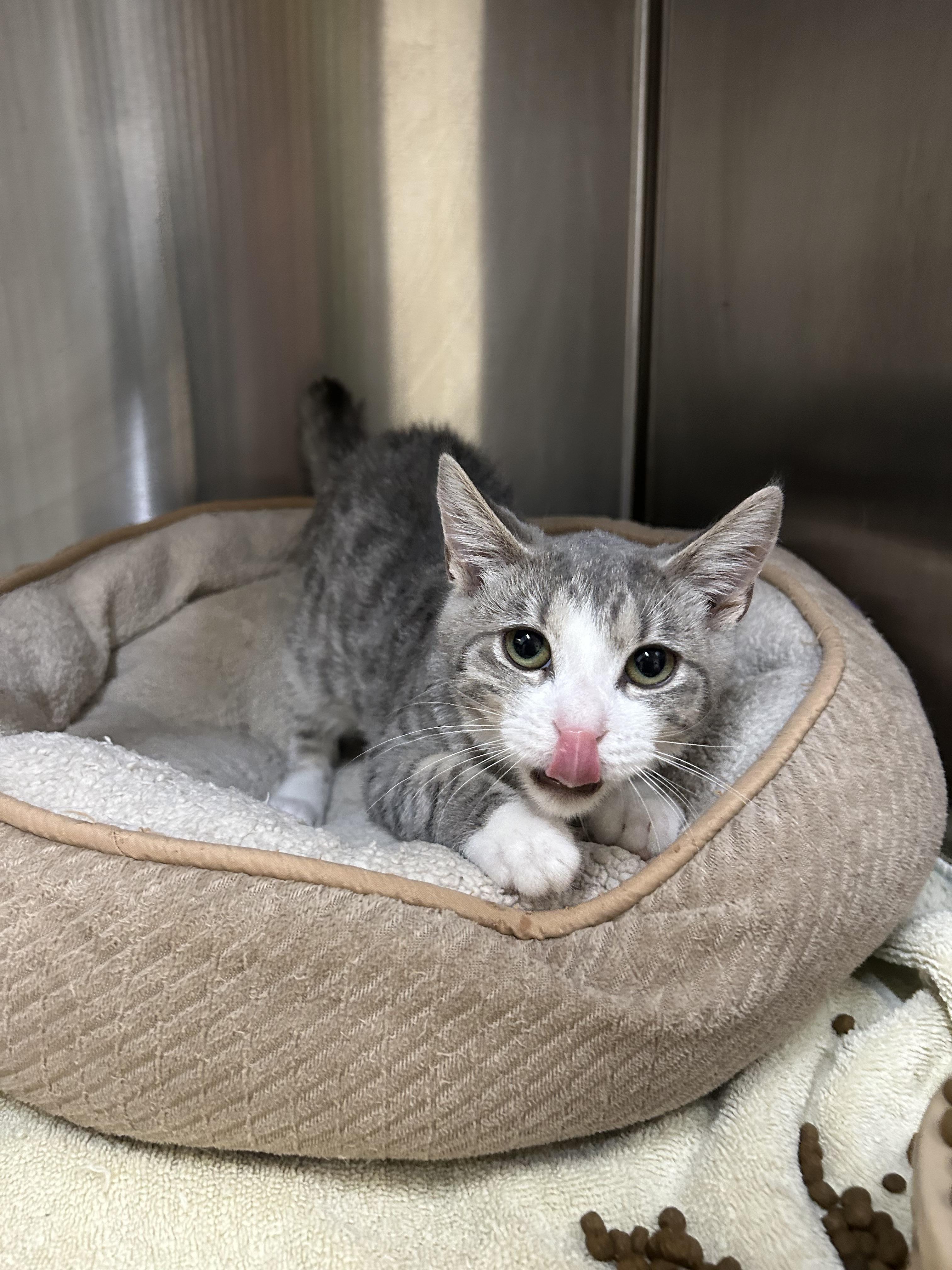 Enlarge Dumpster grandbaby, a Adoptable Domestic Short Hair in Howes Cave, NY image 2/3