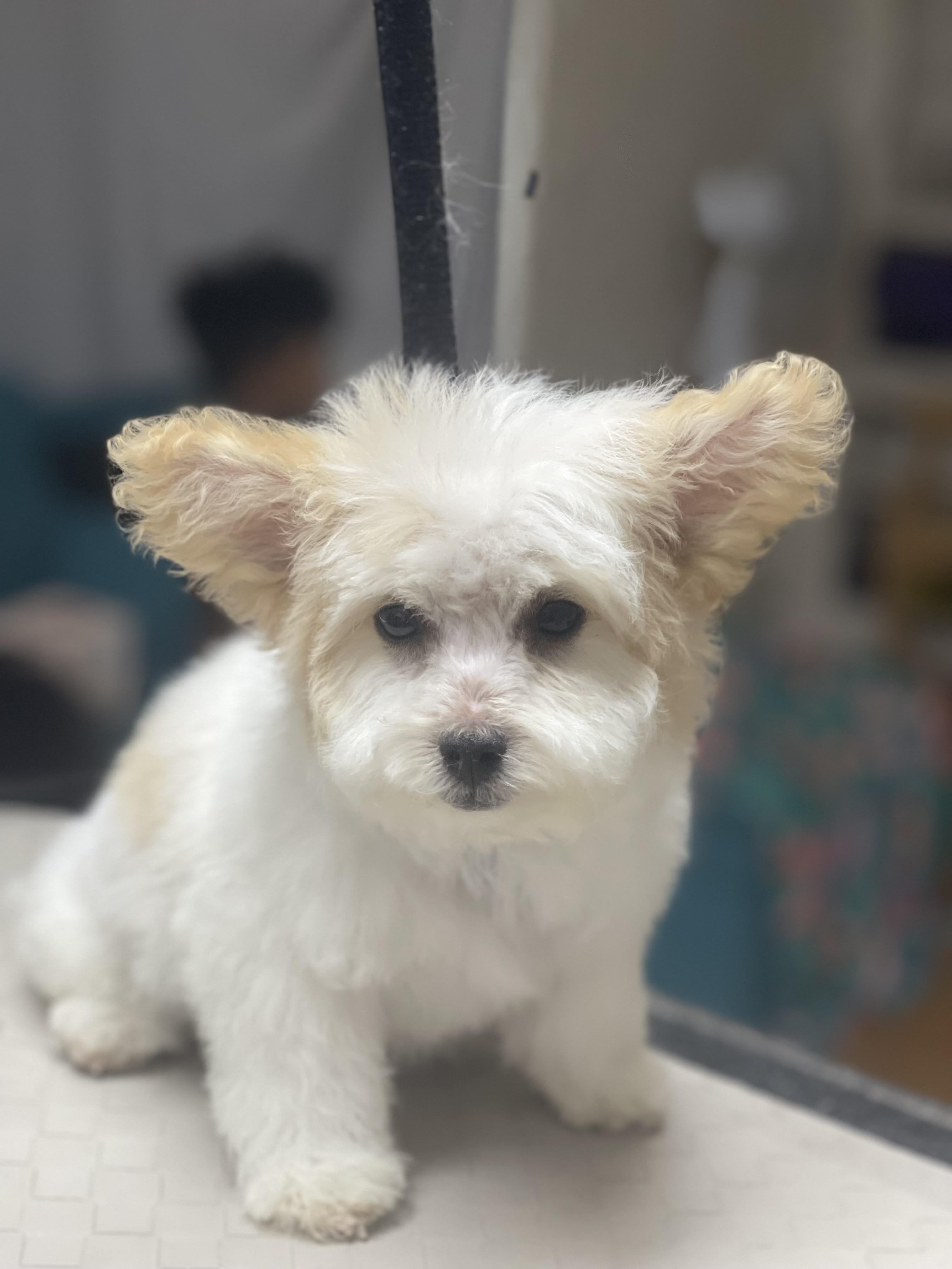 Peanuts, adopted, Puppy Male Miniature Poodle & Maltipoo.