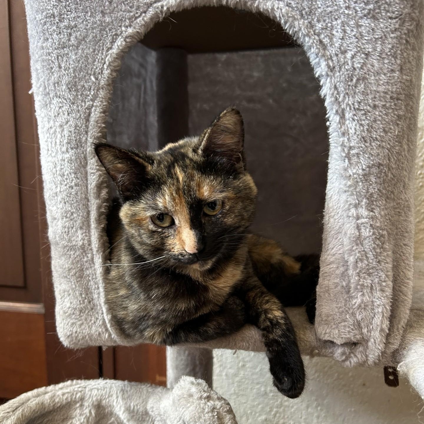Dolly, a Adoptable Domestic Short Hair in Springdale, AR image 4/4