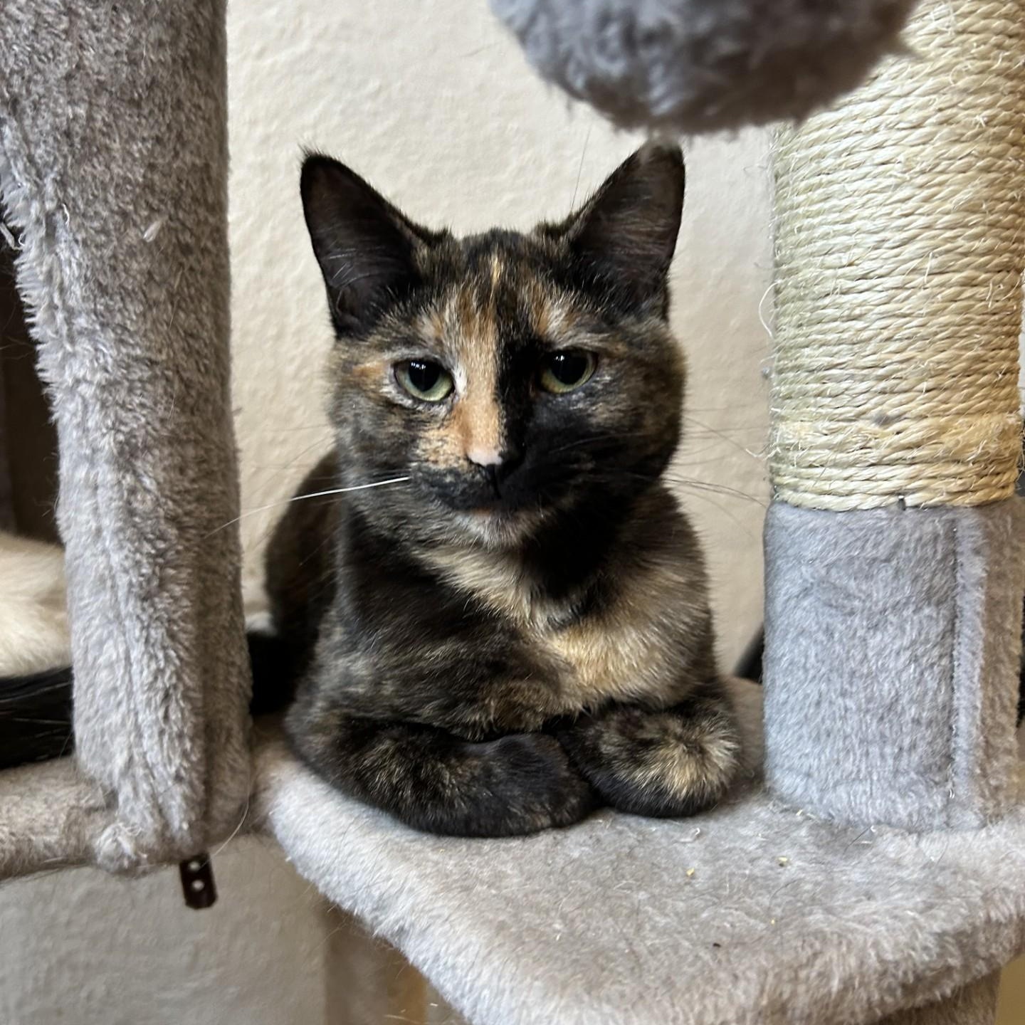 Dolly, a Adoptable Domestic Short Hair in Springdale, AR image 1/4