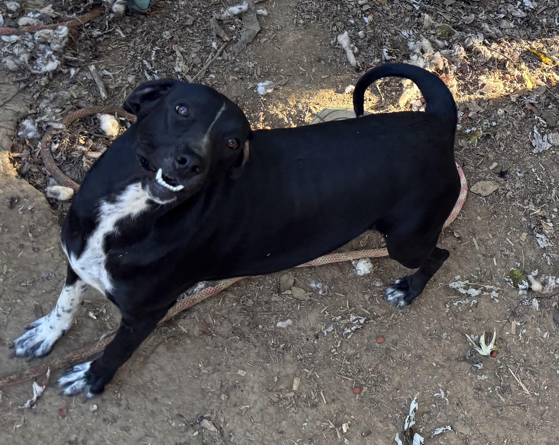 Enlarge Sweet Pea, a Adoptable Fox Terrier in Greeneville, TN image 5/6