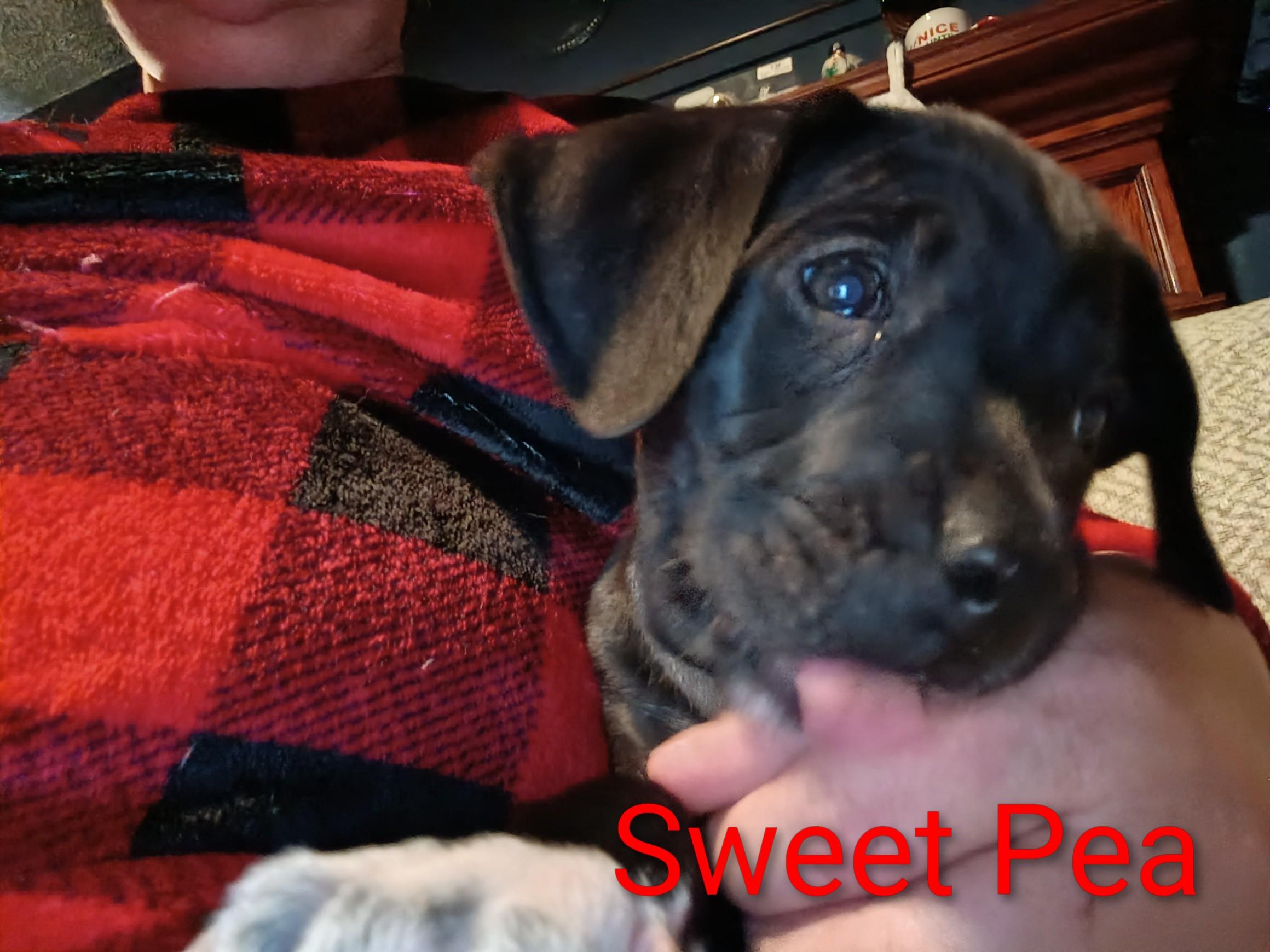 Sweet Pea, Adoptable, Puppy Female Fox Terrier.