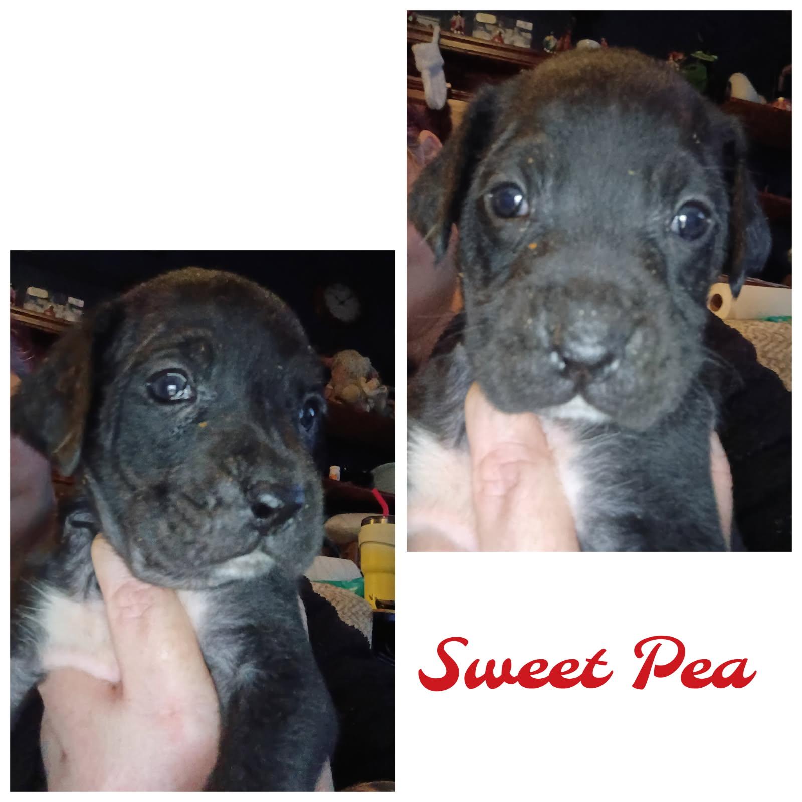 Enlarge Sweet Pea, a Adoptable Fox Terrier in Greeneville, TN image 4/6