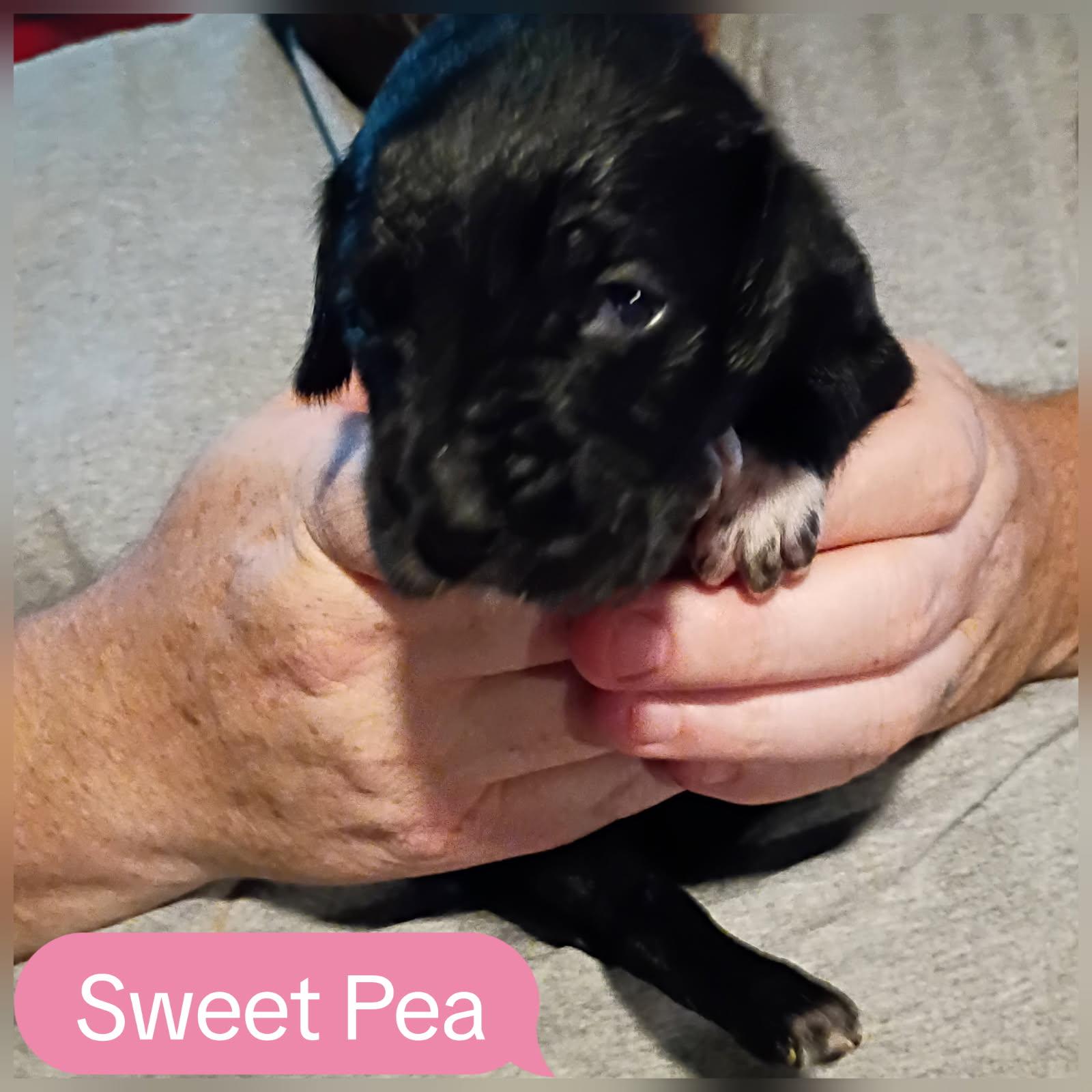 Sweet Pea, a Adoptable Fox Terrier in Greeneville, TN image 1/3