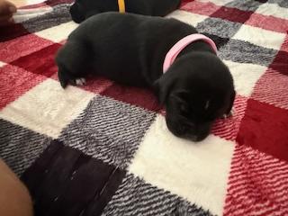 Sweet Pea, a Adoptable Fox Terrier in Greeneville, TN image 2/3