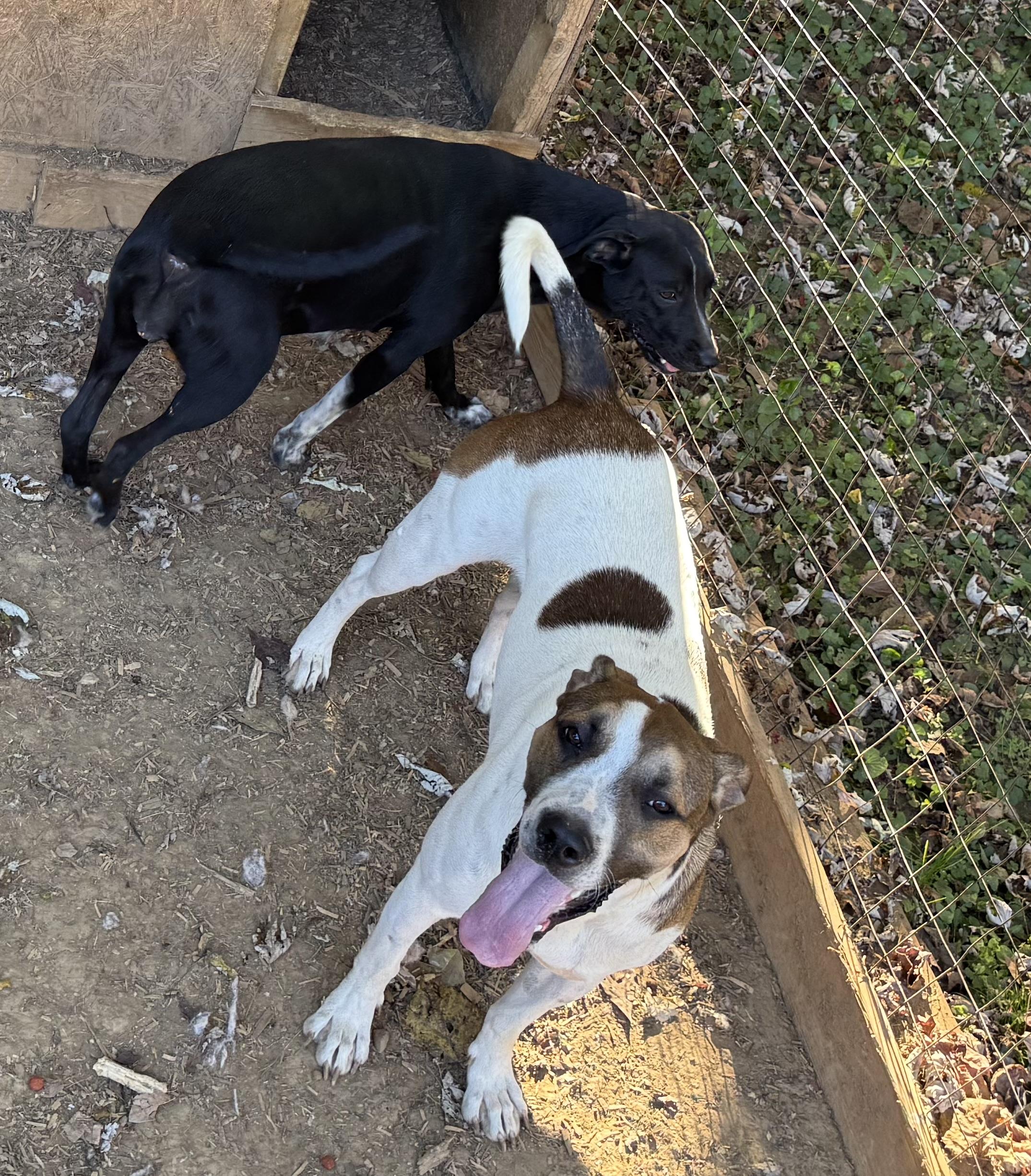 Sweet Pea thumbnail 4