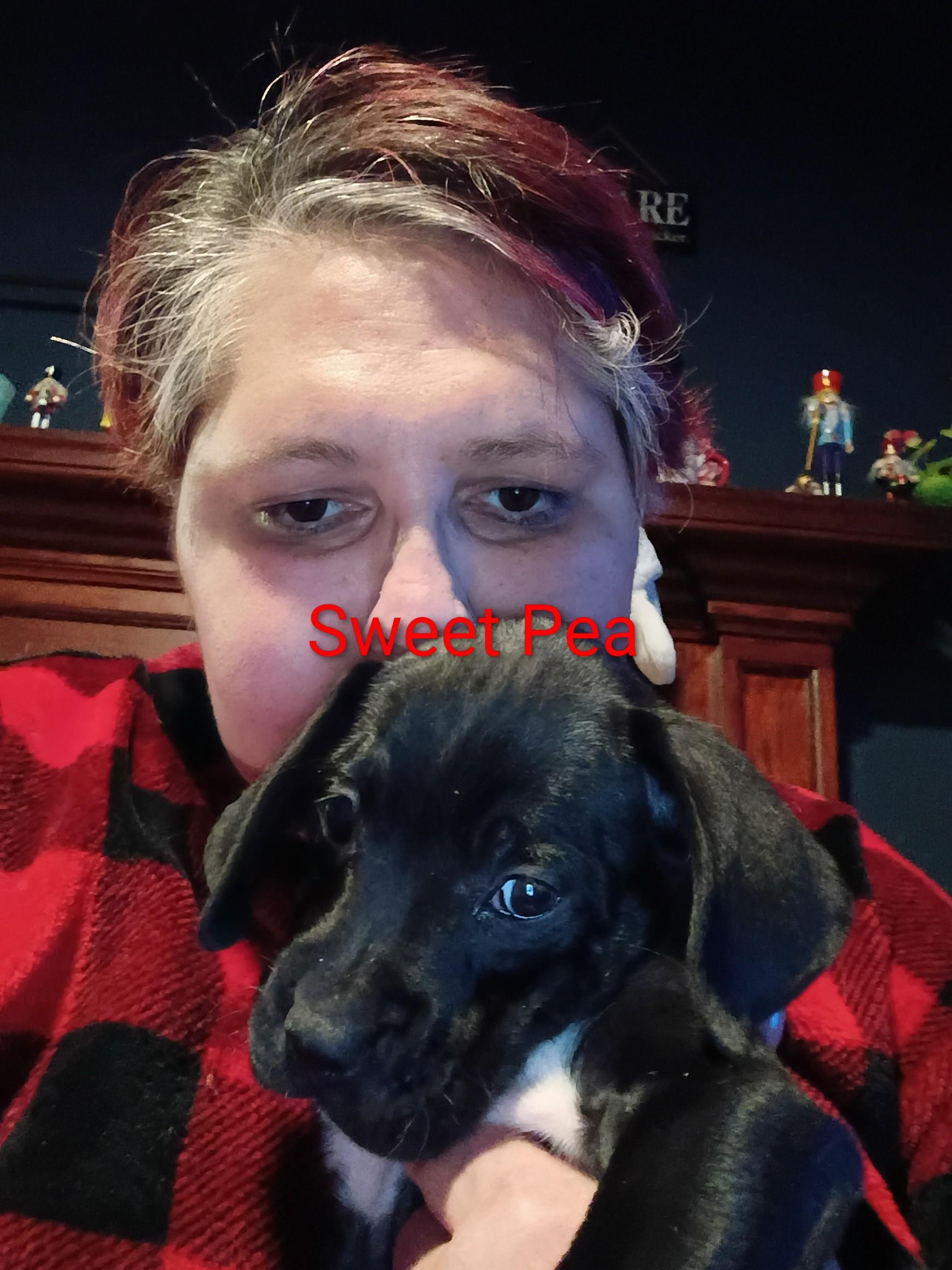Sweet Pea thumbnail 5