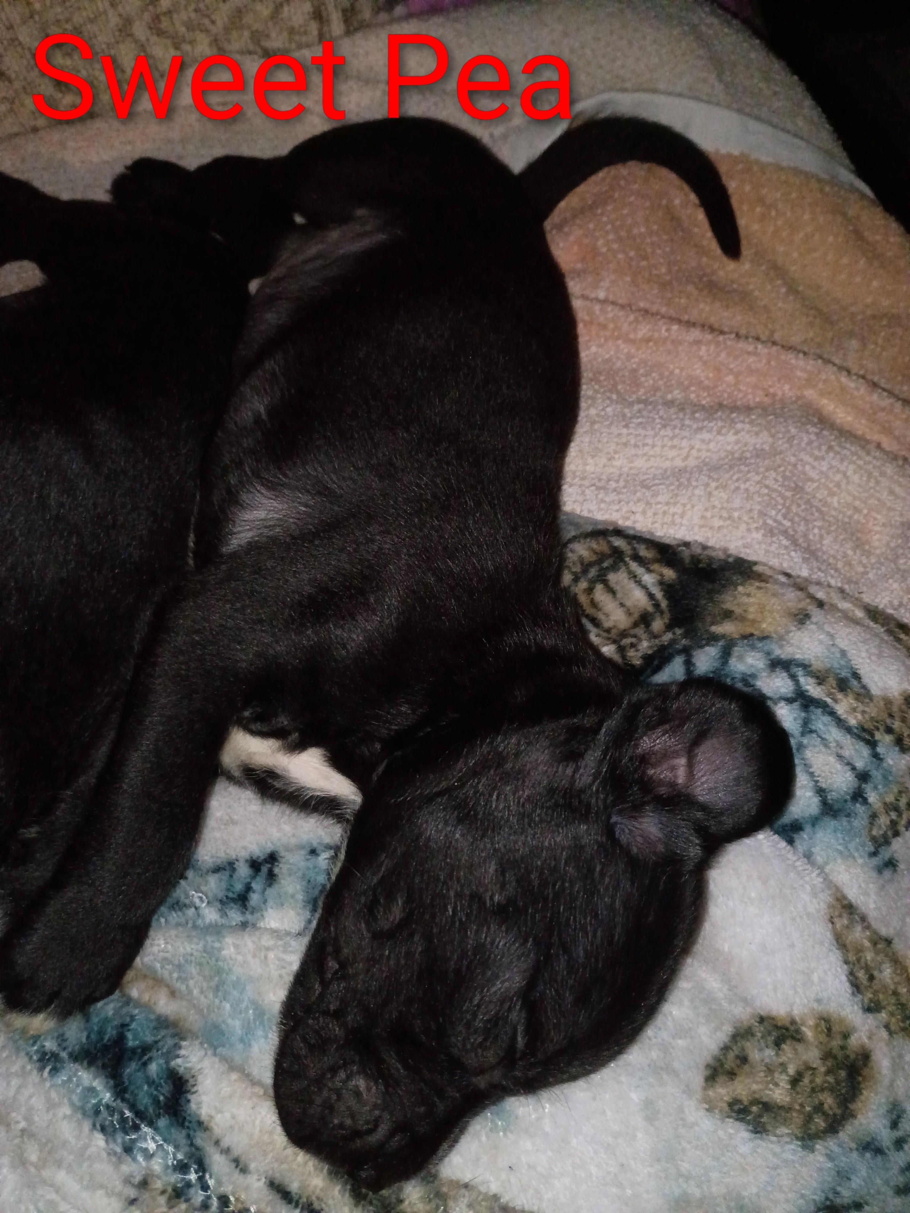 Enlarge Sweet Pea, a Adoptable Fox Terrier in Greeneville, TN image 3/6