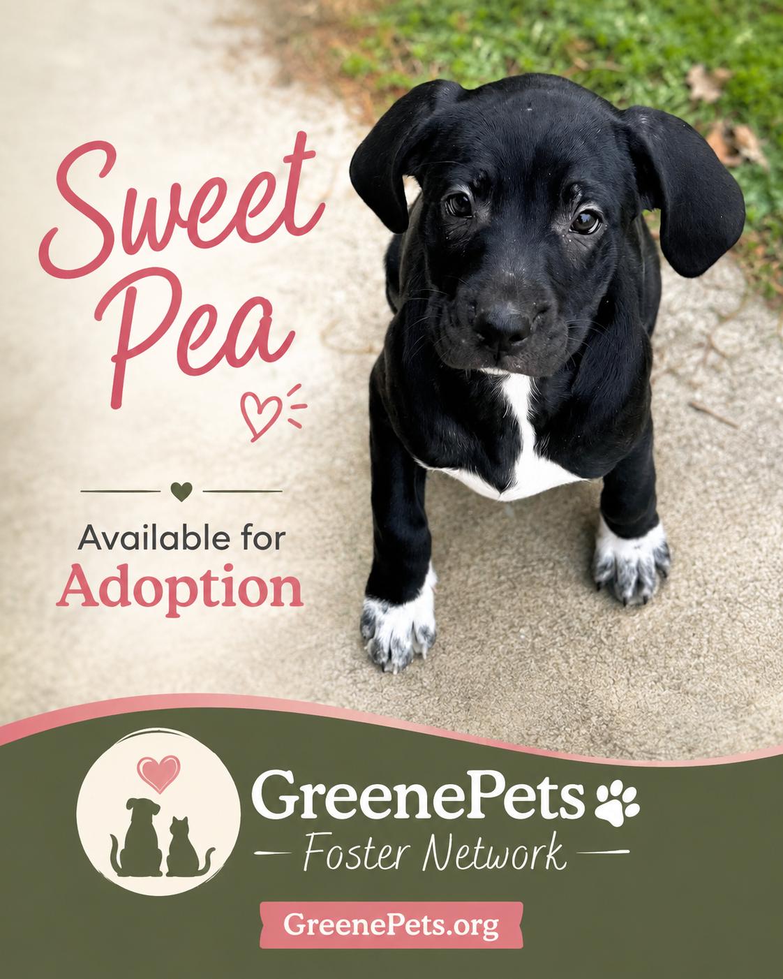 Sweet Pea, Adoptable, Puppy Female Fox Terrier.