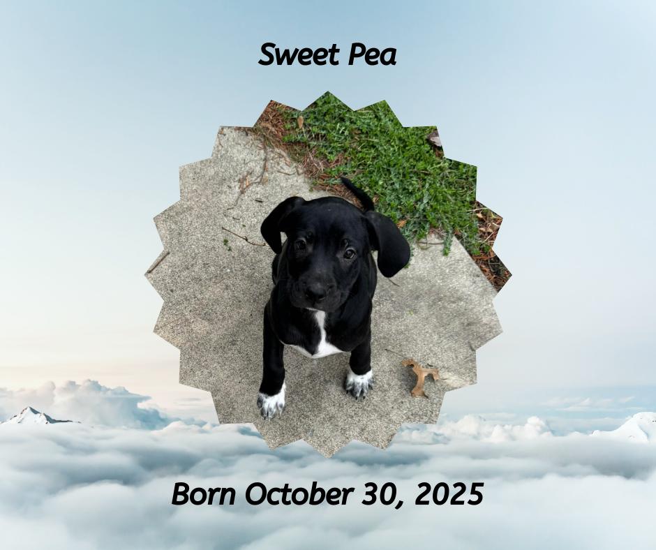 Sweet Pea, Adoptable, Puppy Female Fox Terrier.