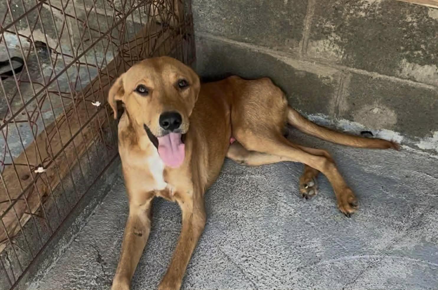 Huck (20260227-03) — thumbnail 2