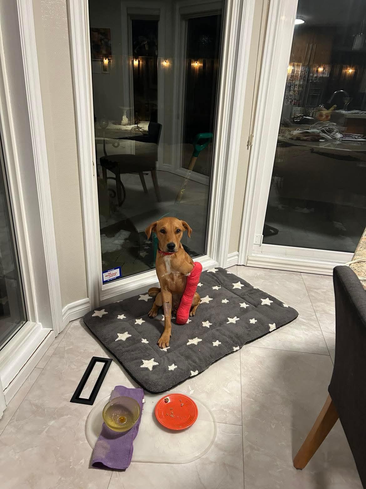 Huck (20260227-03) — thumbnail 3