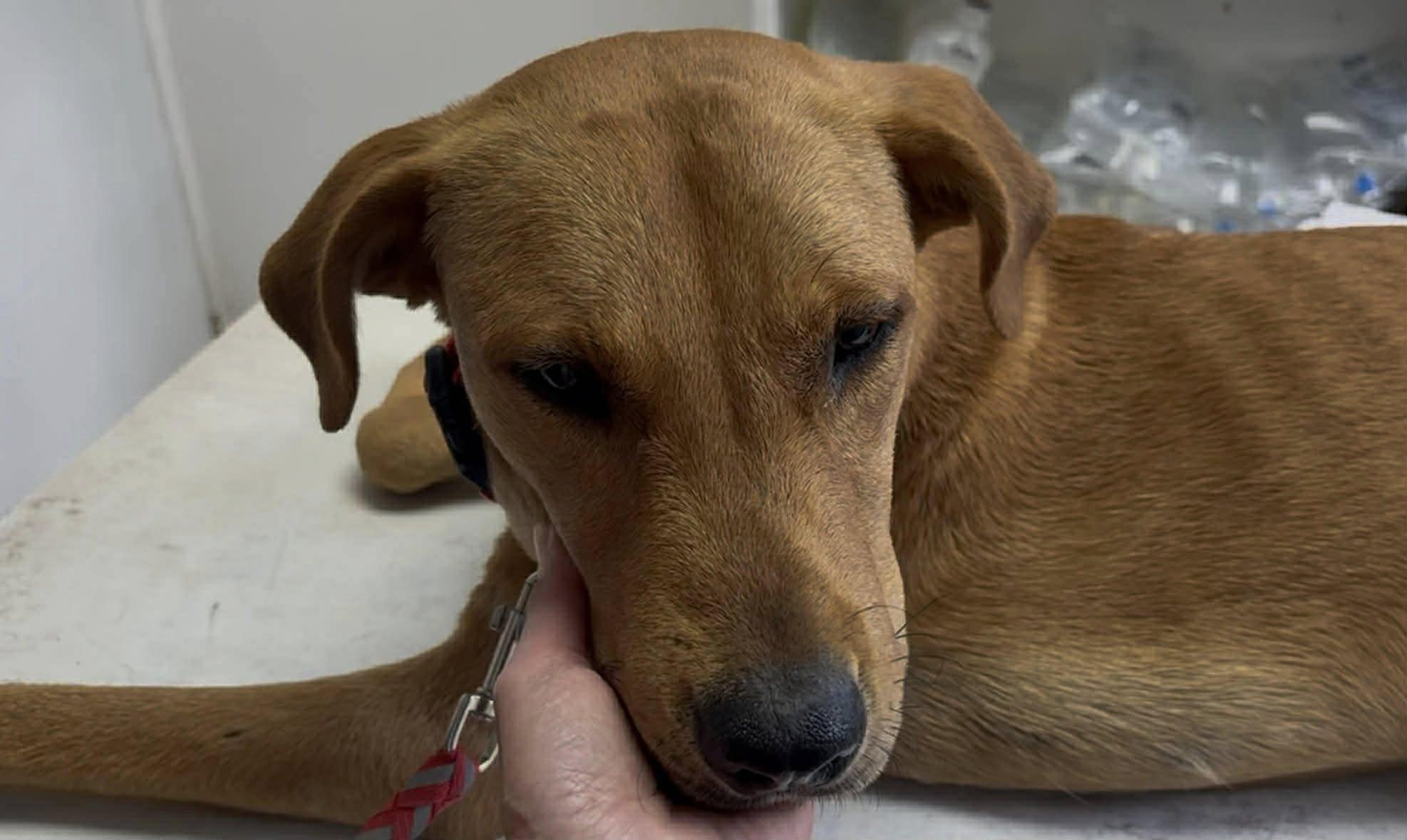 Huck (20260227-03) — thumbnail 4