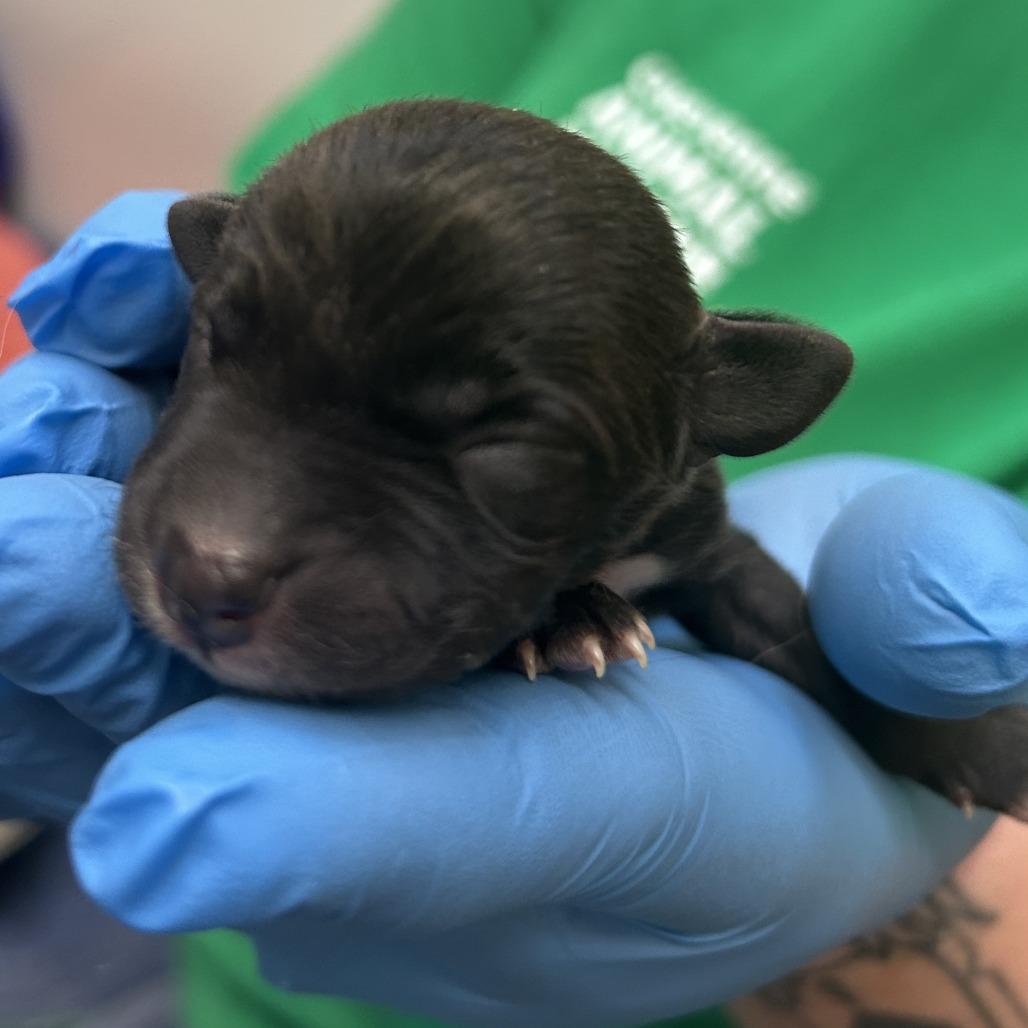 Enlarge Kombucha, a Adoptable Mixed Breed in Cheyenne, WY image 1/3