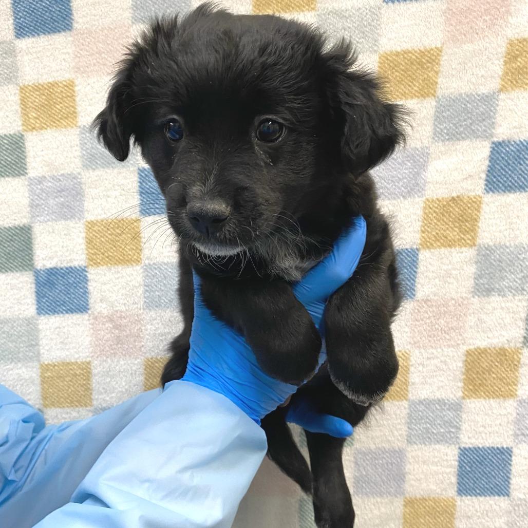 Enlarge Kombucha, a Adoptable Mixed Breed in Cheyenne, WY image 2/3