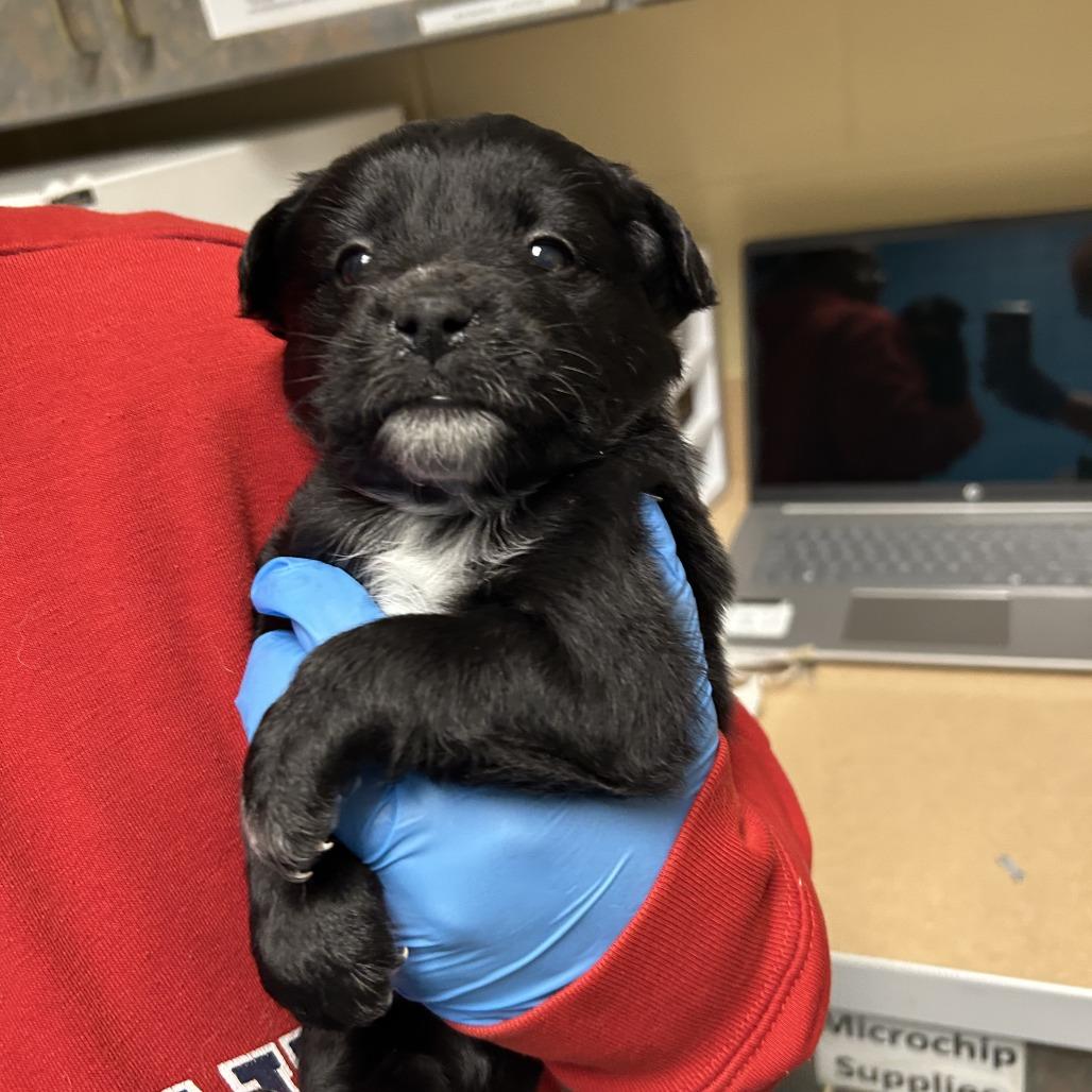 Enlarge Kombucha, a Adoptable Mixed Breed in Cheyenne, WY image 3/3