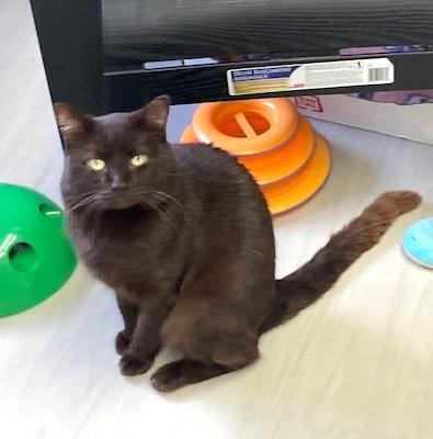 Reeses, a Adoptable Domestic Short Hair image 1/2