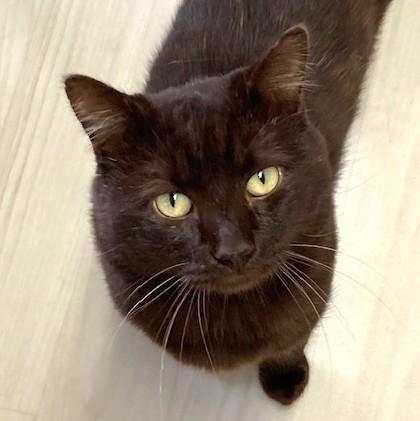 Reeses, a Adoptable Domestic Short Hair image 2/2